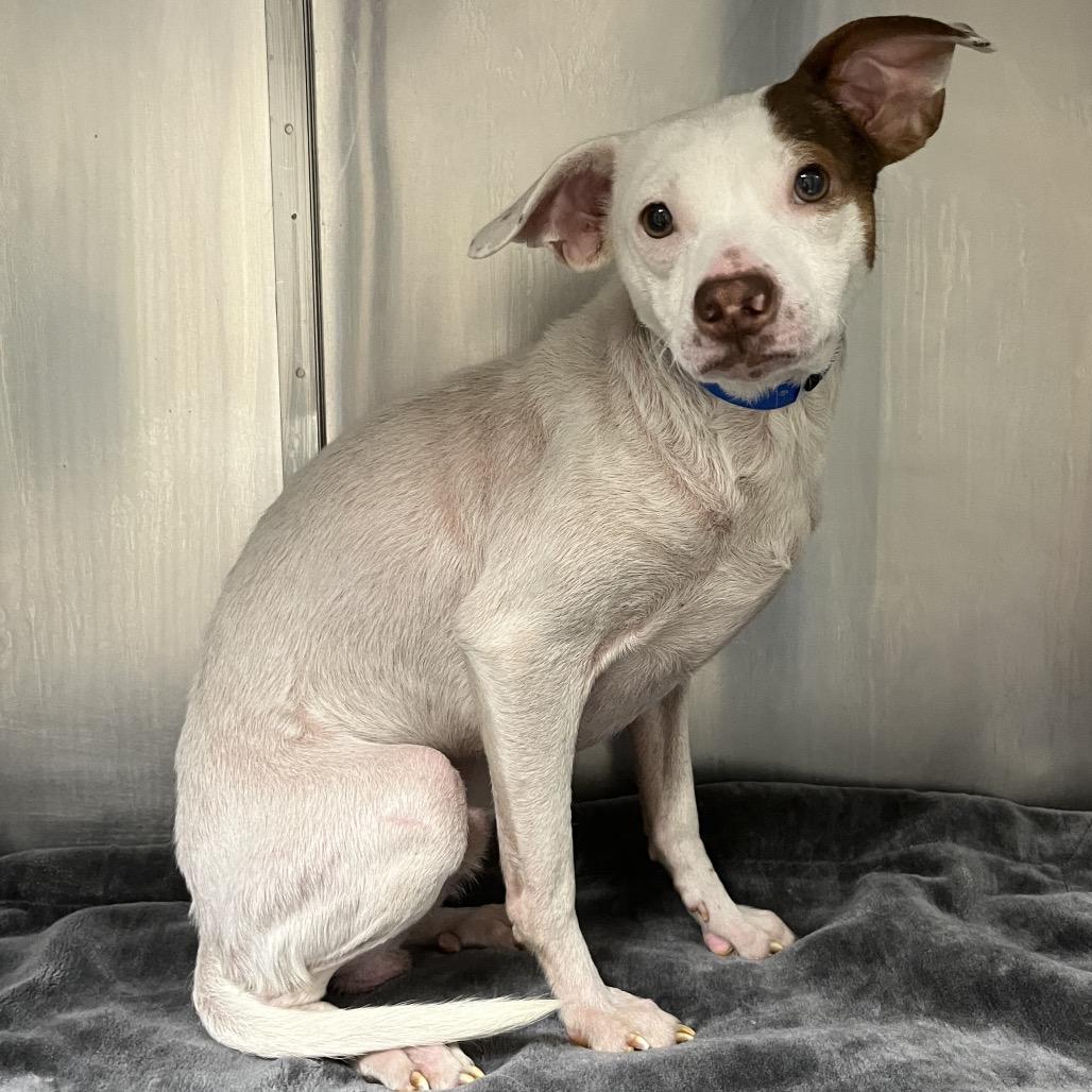 Nolan, ADOPTABLE, Adult Male Chihuahua.