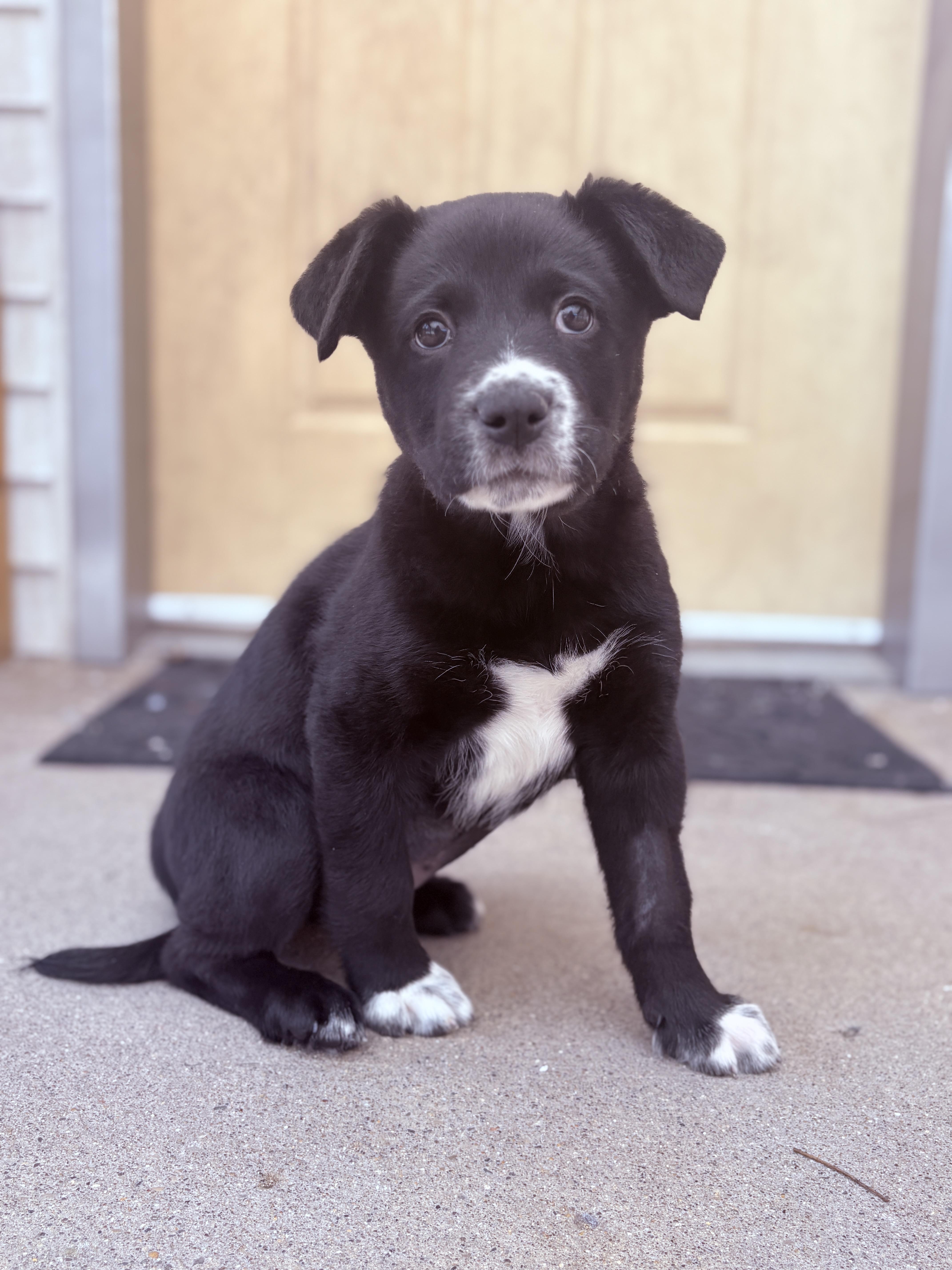 Ebla , adoptable, Puppy Female German Shepherd Dog & Mixed Breed.