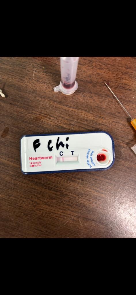 D056-26 Tiny, a Adoptable Chihuahua in Tifton, GA image 1/3