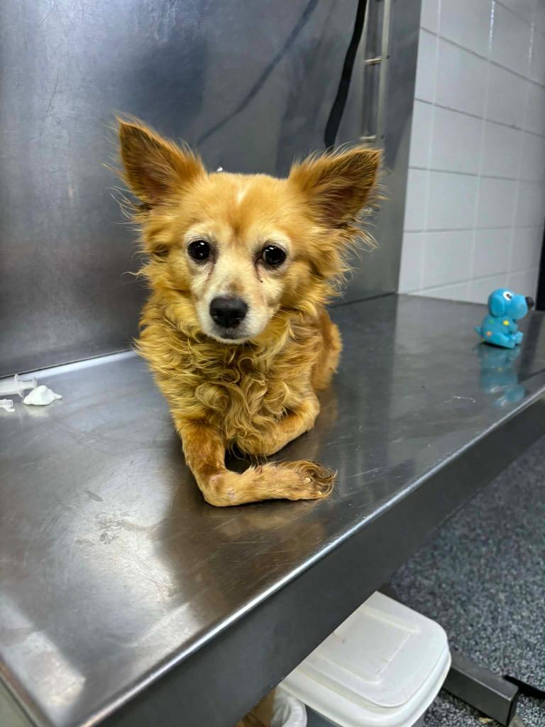 D056-26 Tiny, a Adoptable Chihuahua in Tifton, GA image 2/3