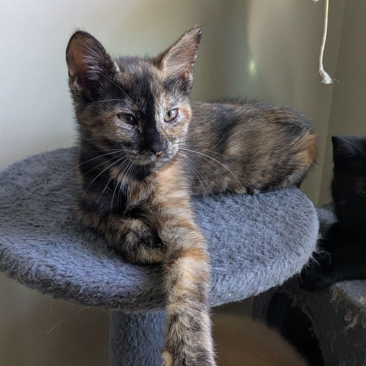 Enlarge Flicker, a Adopted Tortoiseshell in Kentwood, MI image 2/4