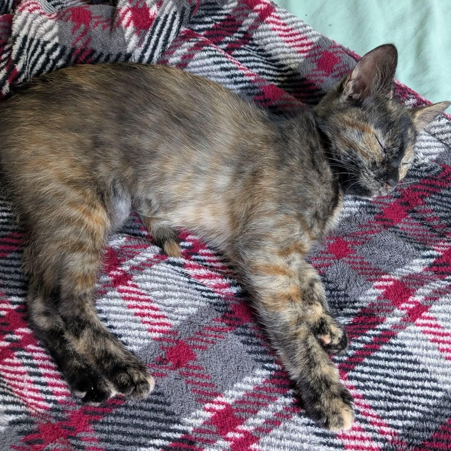Enlarge Flicker, a Adopted Tortoiseshell in Kentwood, MI image 4/4