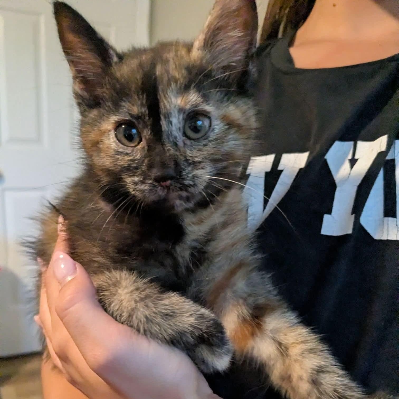 Enlarge Flicker, a Adopted Tortoiseshell in Kentwood, MI image 3/4