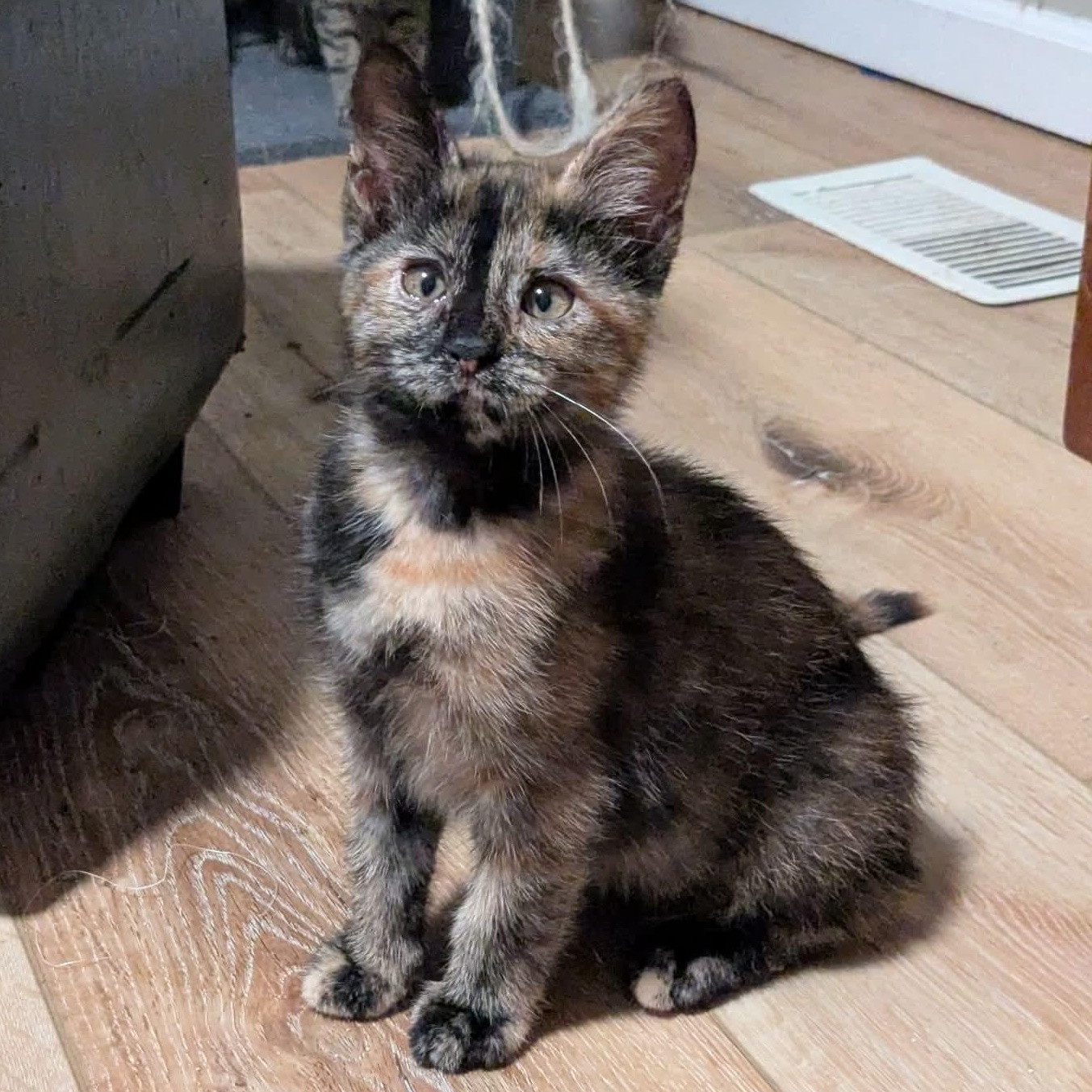 Enlarge Flicker, a Adopted Tortoiseshell in Kentwood, MI image 1/4