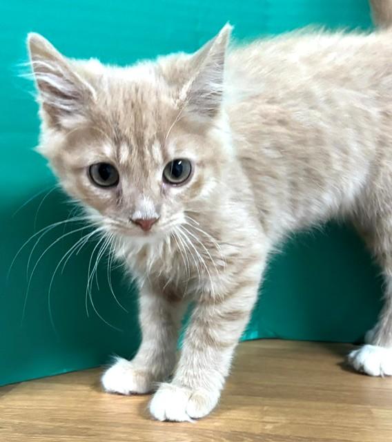 Enlarge Lemon Meringue, an adopted Domestic Short Hair in Hawk Point, MO image 1/4