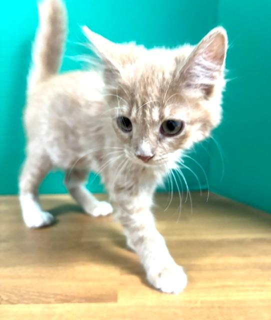 Enlarge Lemon Meringue, an adopted Domestic Short Hair in Hawk Point, MO image 3/4