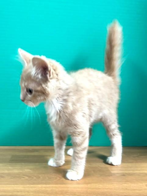 Enlarge Lemon Meringue, an adopted Domestic Short Hair in Hawk Point, MO image 2/4