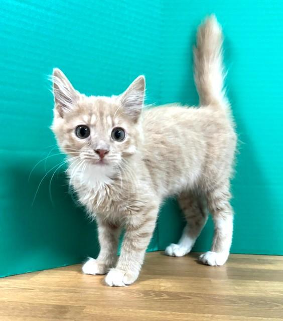 Enlarge Lemon Meringue, an adopted Domestic Short Hair in Hawk Point, MO image 4/4