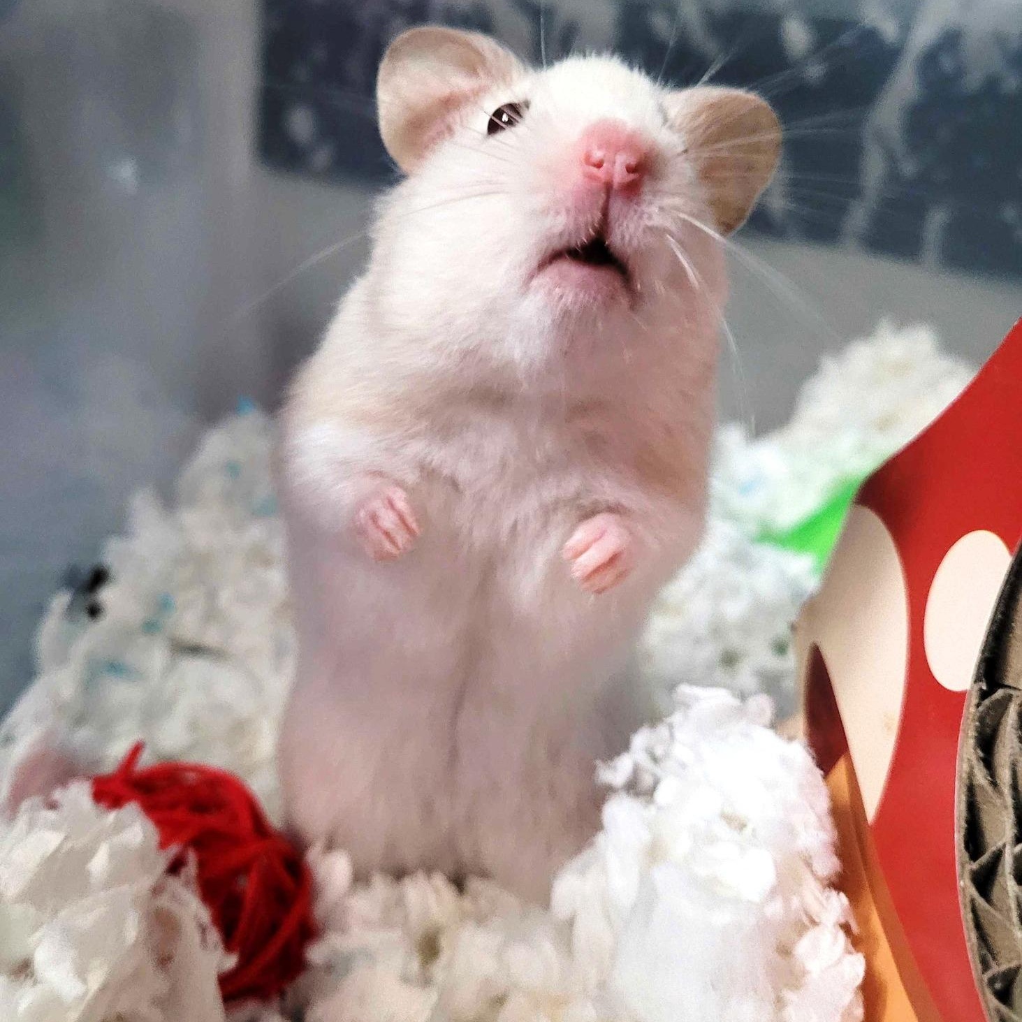 Tito, a ADOPTABLE Hamster in Nantucket, MA image 2/2