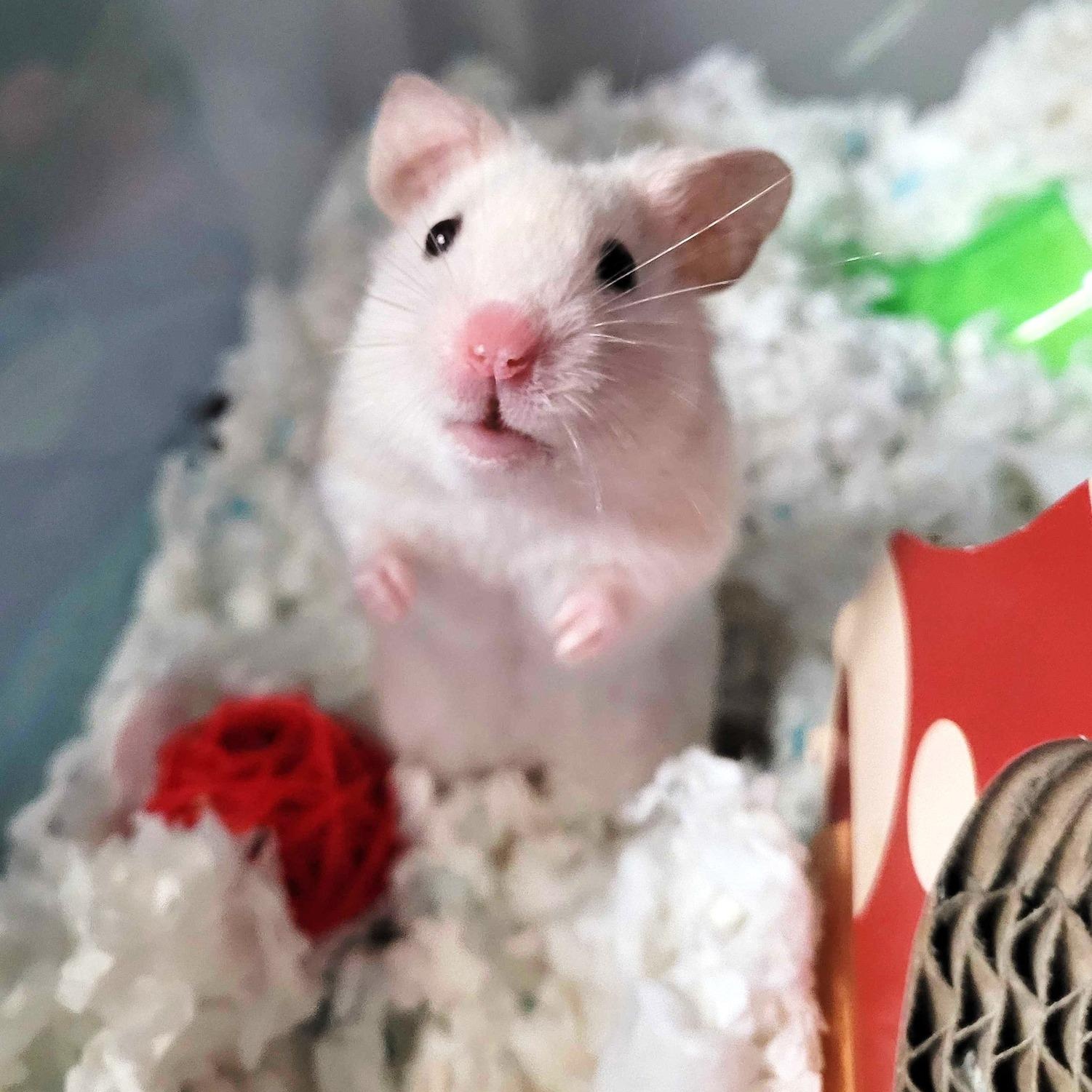Tito, a ADOPTABLE Hamster in Nantucket, MA image 1/2