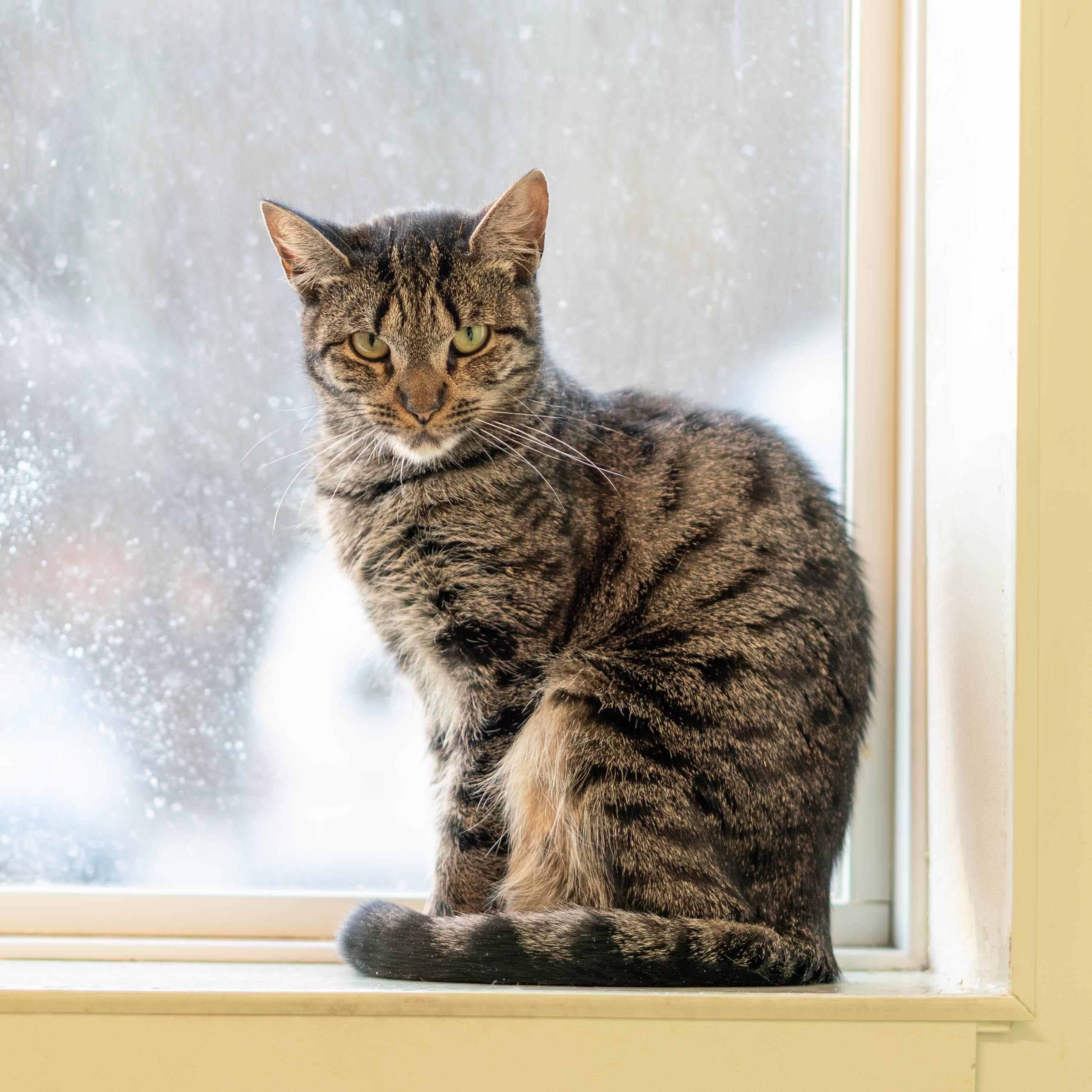 Enlarge Sparkler, a Adoptable mixed breed in Briarcliff Manor, NY image 1/6