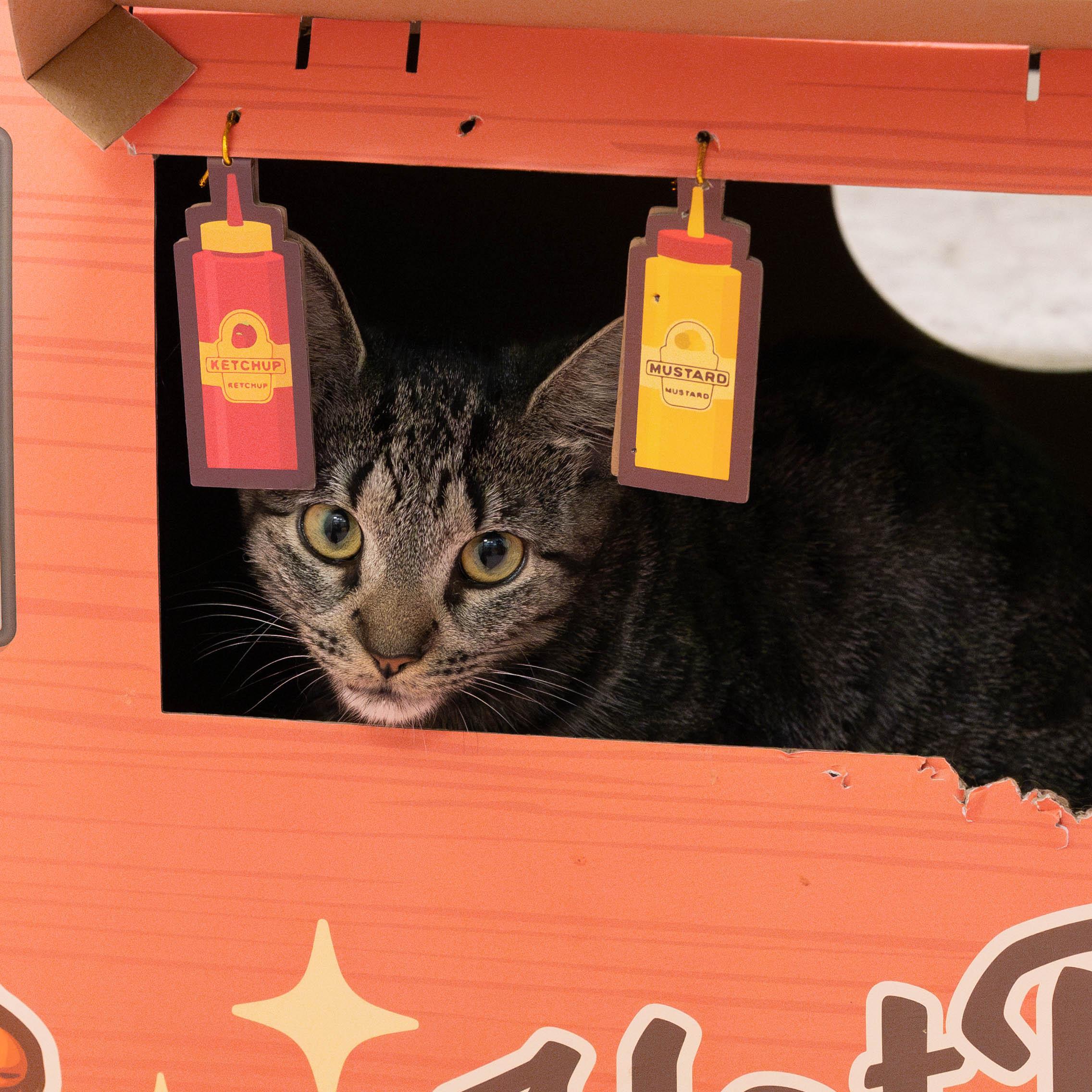 Enlarge Sparkler, a Adoptable mixed breed in Briarcliff Manor, NY image 6/6