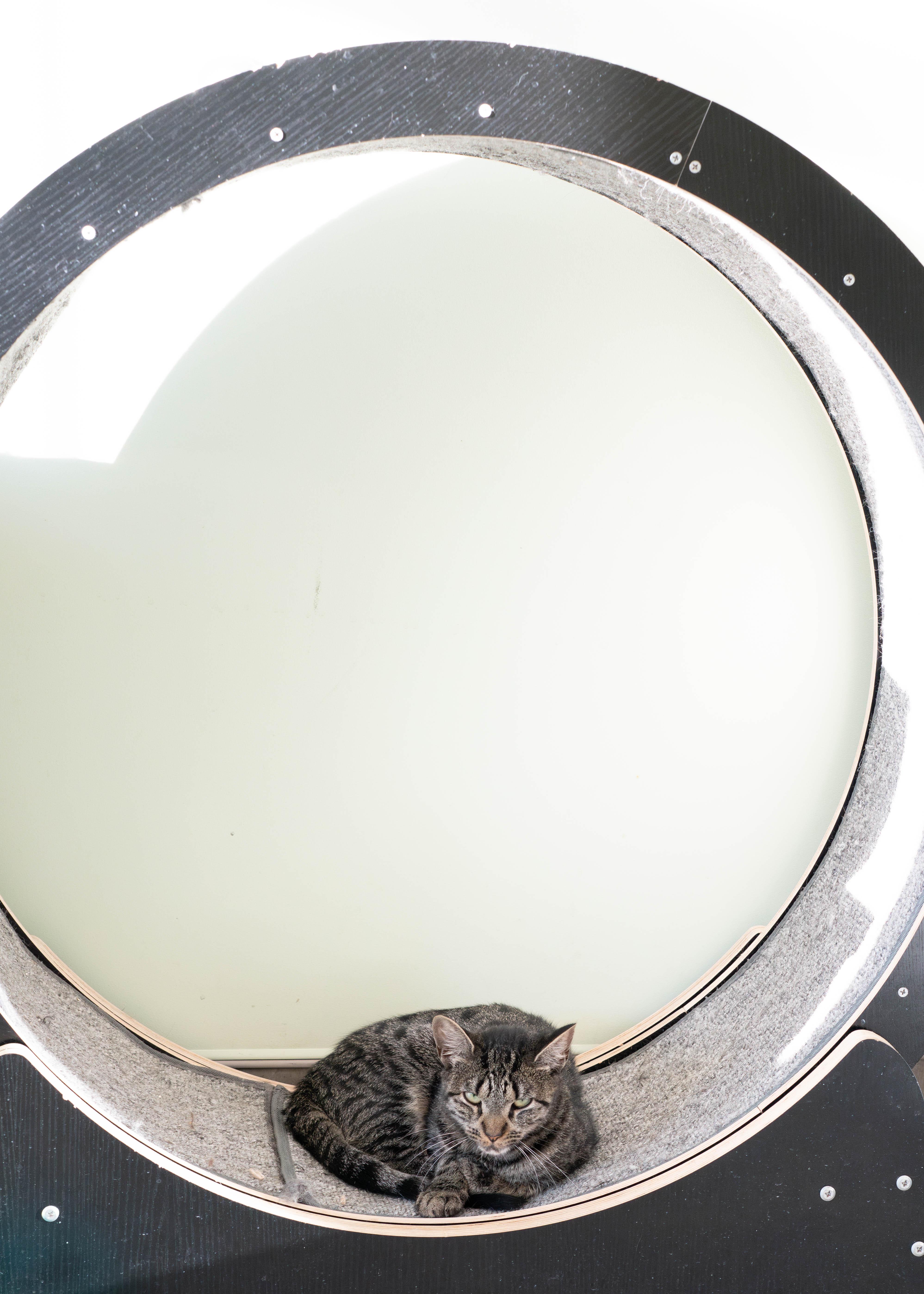 Enlarge Sparkler, a Adoptable mixed breed in Briarcliff Manor, NY image 3/6