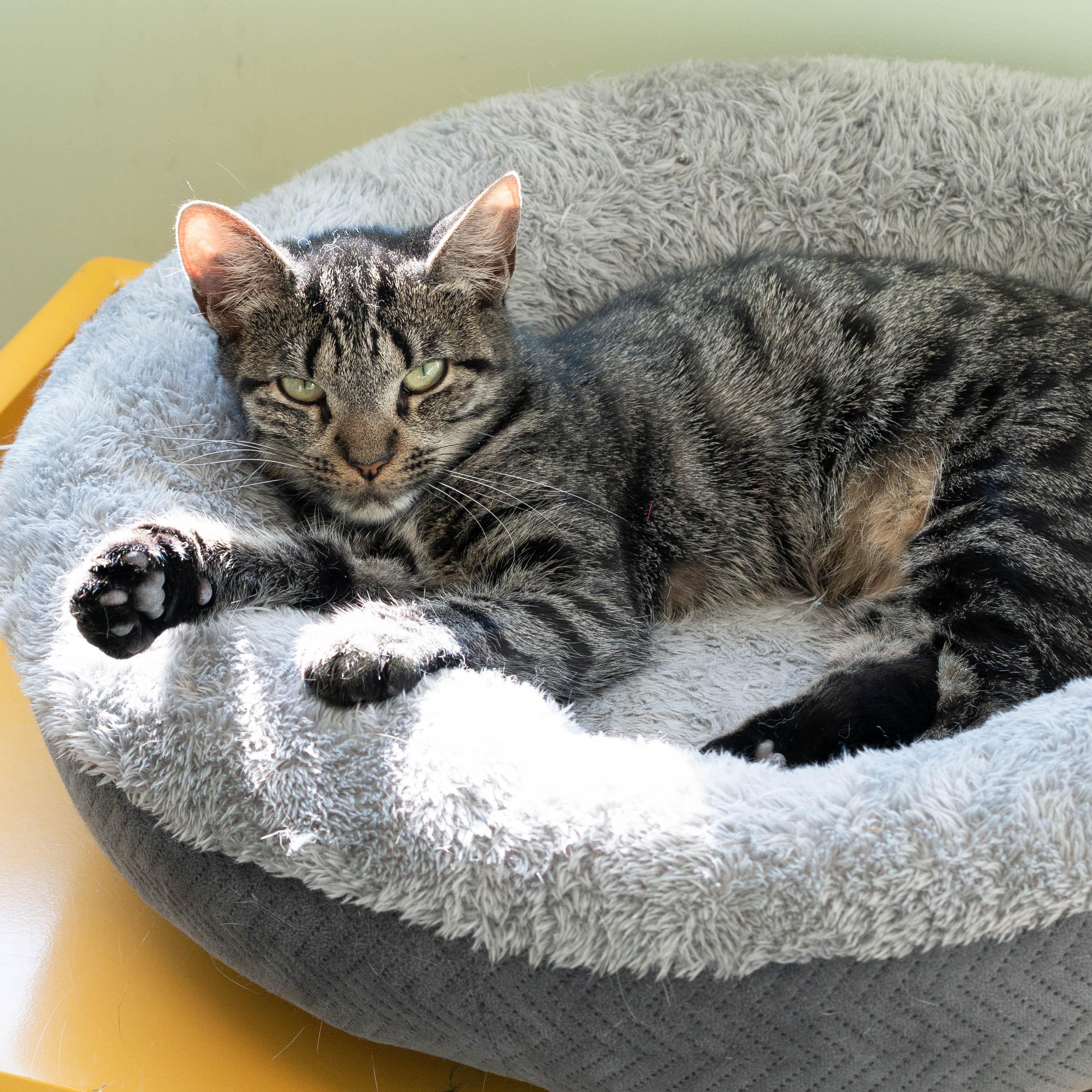 Enlarge Sparkler, a Adoptable mixed breed in Briarcliff Manor, NY image 4/6