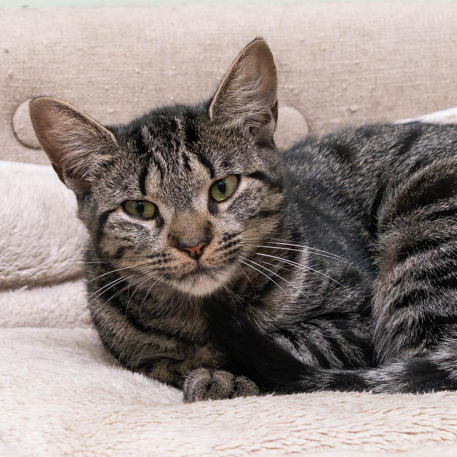 Enlarge Sparkler, a Adoptable mixed breed in Briarcliff Manor, NY image 5/6