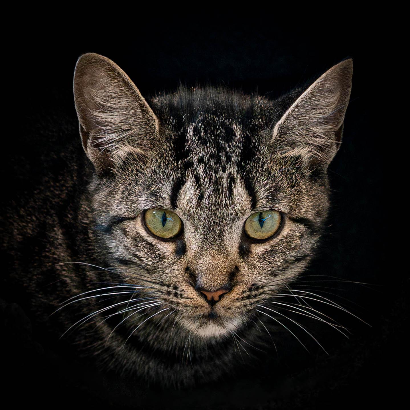 Sparkler, Adoptable, Young Female Tabby & Domestic Short Hair.