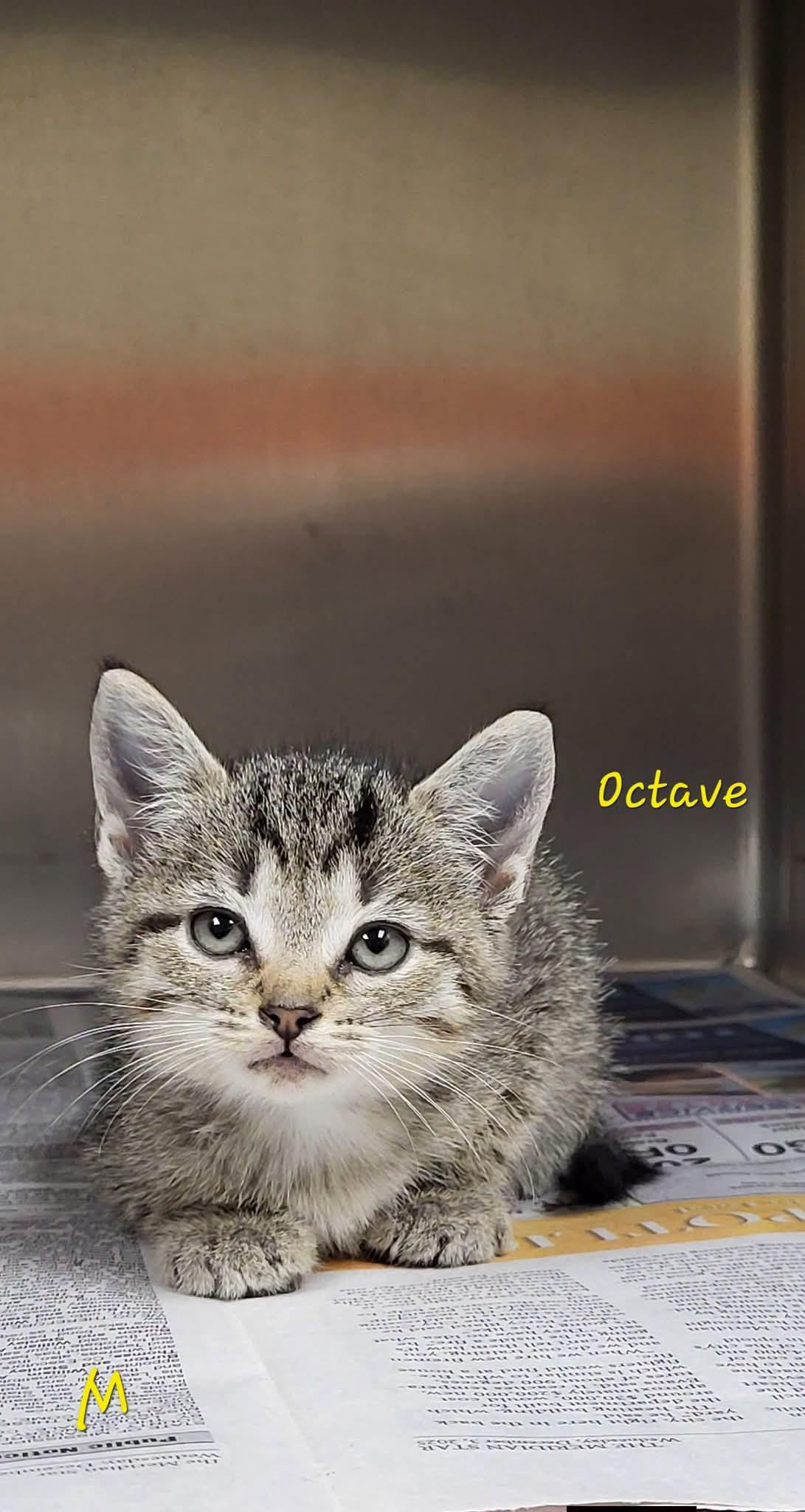 Octave, ADOPTABLE, Kitten Male Domestic Short Hair.