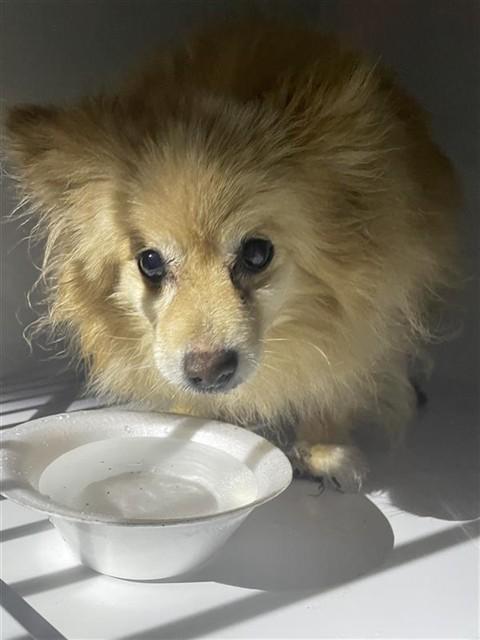 CHLOE, Adoptable, Senior Female Pomeranian.