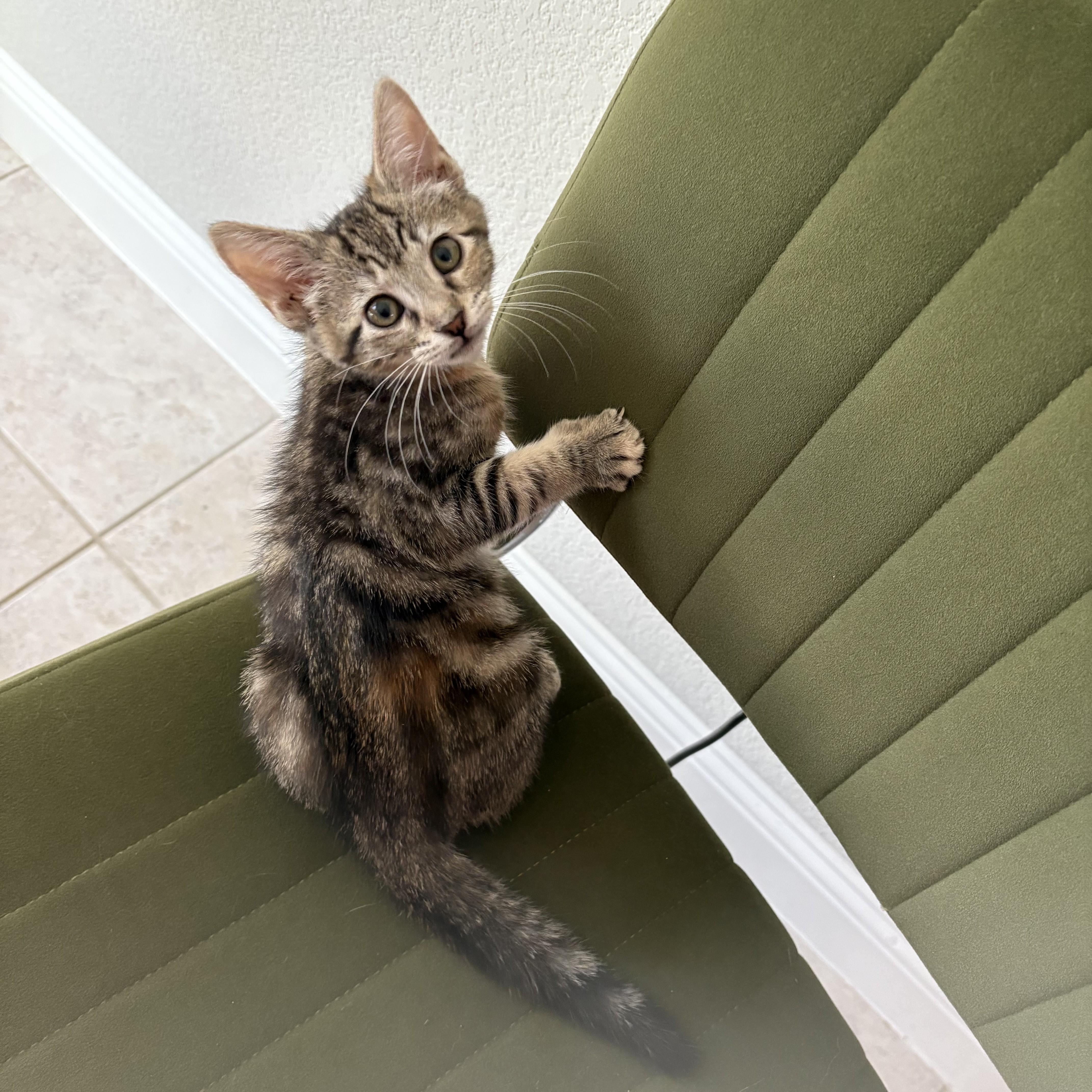 Enlarge Valentina - the frog kitty, an adopted Tabby in Allen, TX image 5/6