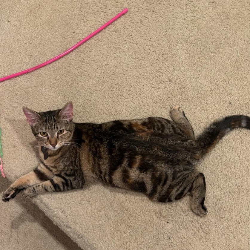 Enlarge Valentina - the frog kitty, an adopted Tabby in Allen, TX image 1/6