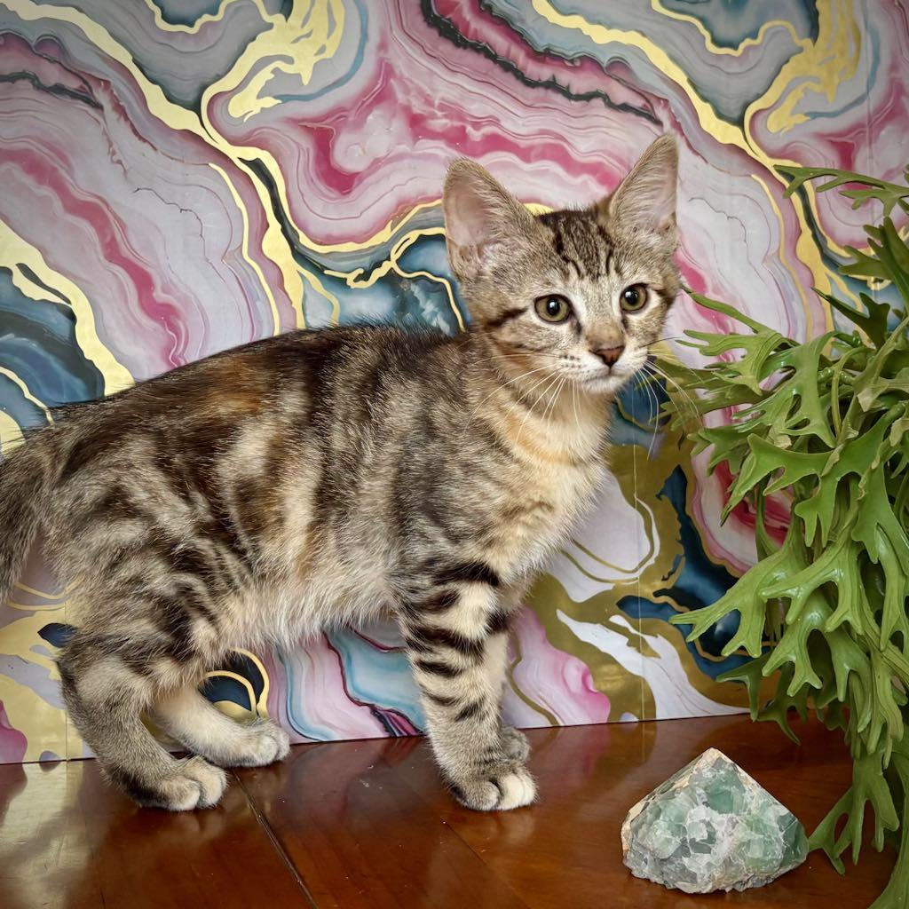 Enlarge Valentina - the frog kitty, an adopted Tabby in Allen, TX image 4/6