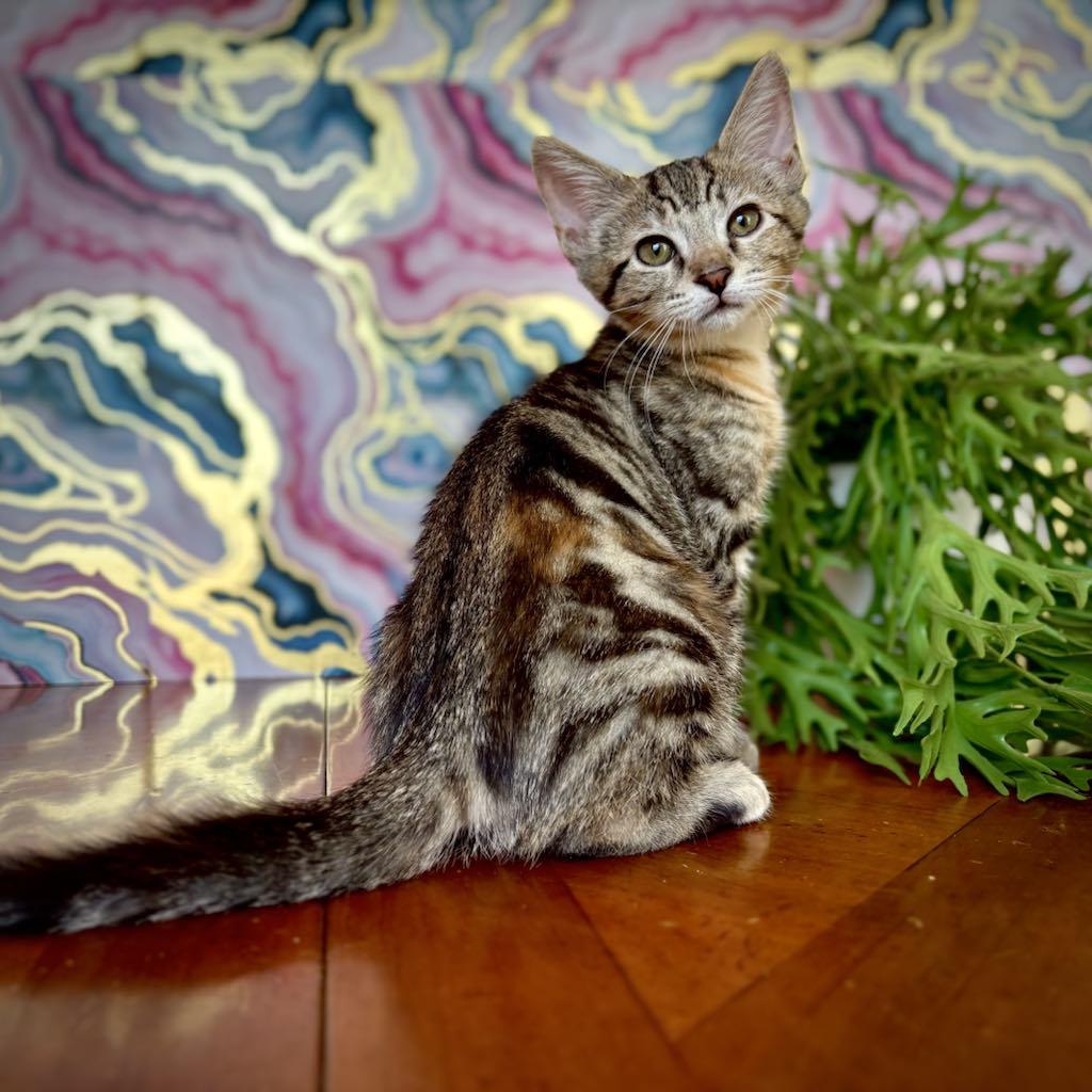 Valentina - the frog kitty, adopted, Kitten Female Tabby.
