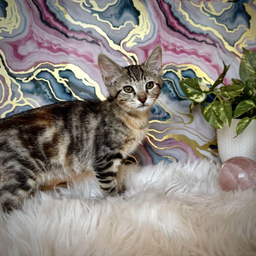 Enlarge Valentina - the frog kitty, an adopted Tabby in Allen, TX image 3/6