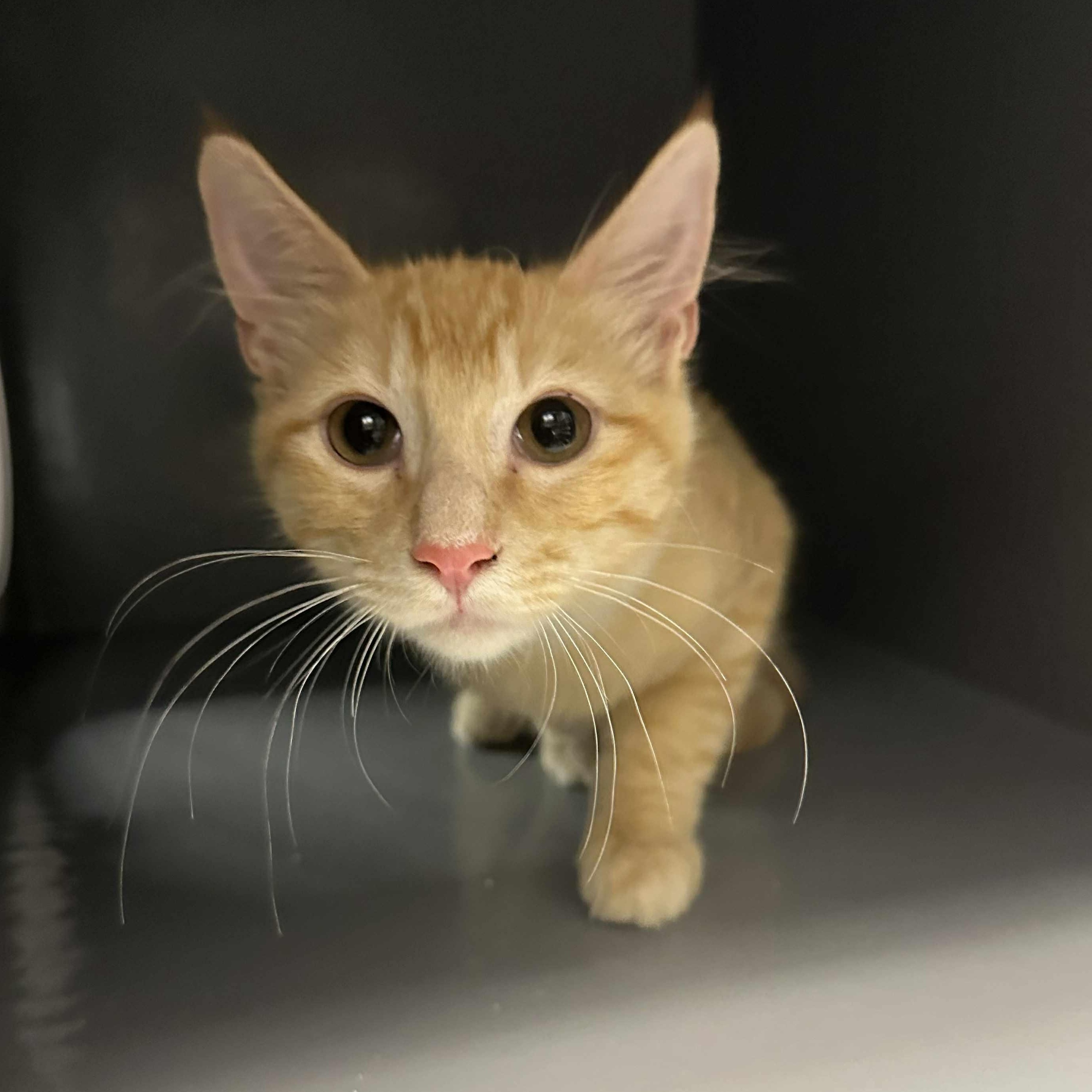 Enlarge Tigger Bump, a Adoptable mixed breed in Antioch, CA image 2/3