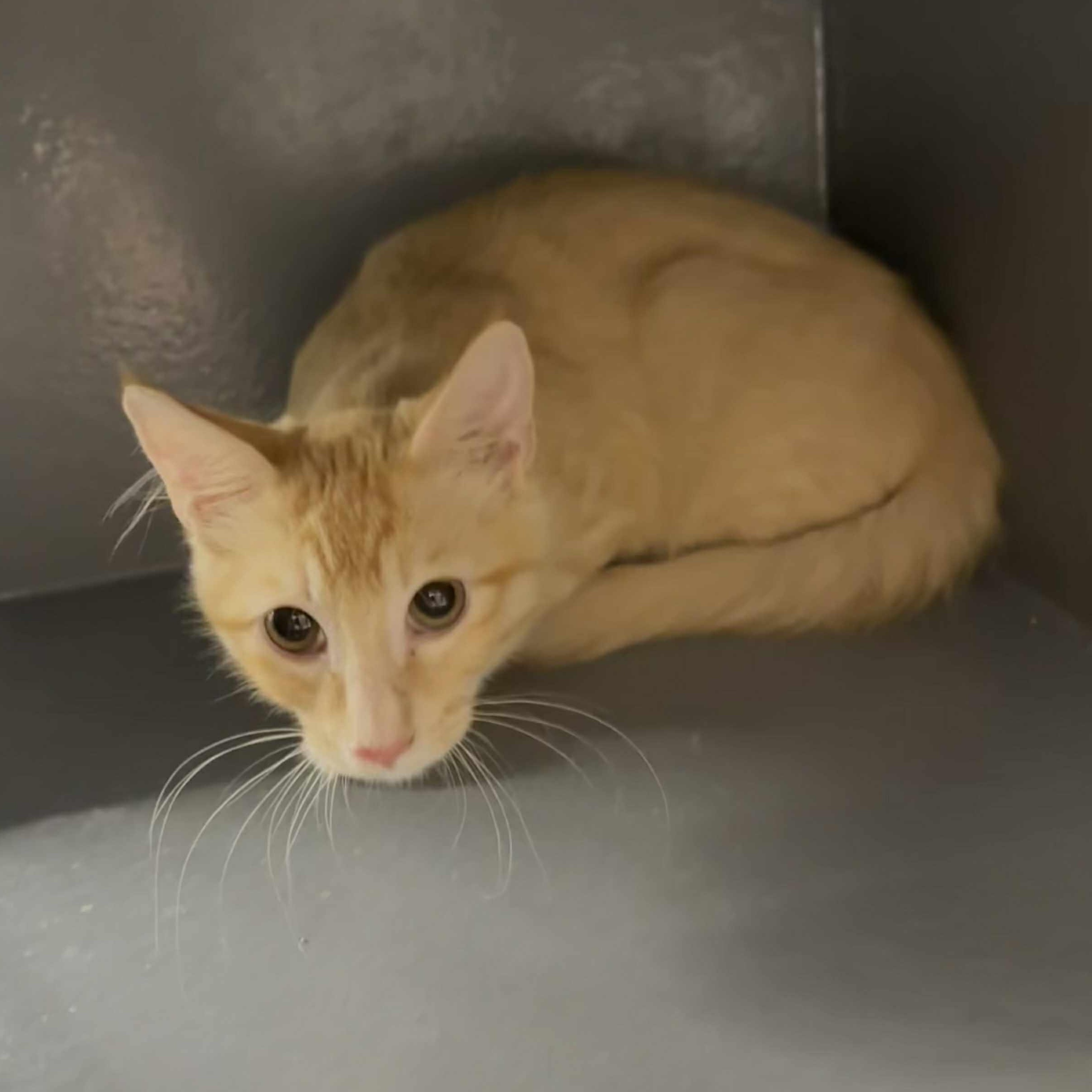 Enlarge Tigger Bump, a Adoptable mixed breed in Antioch, CA image 3/3