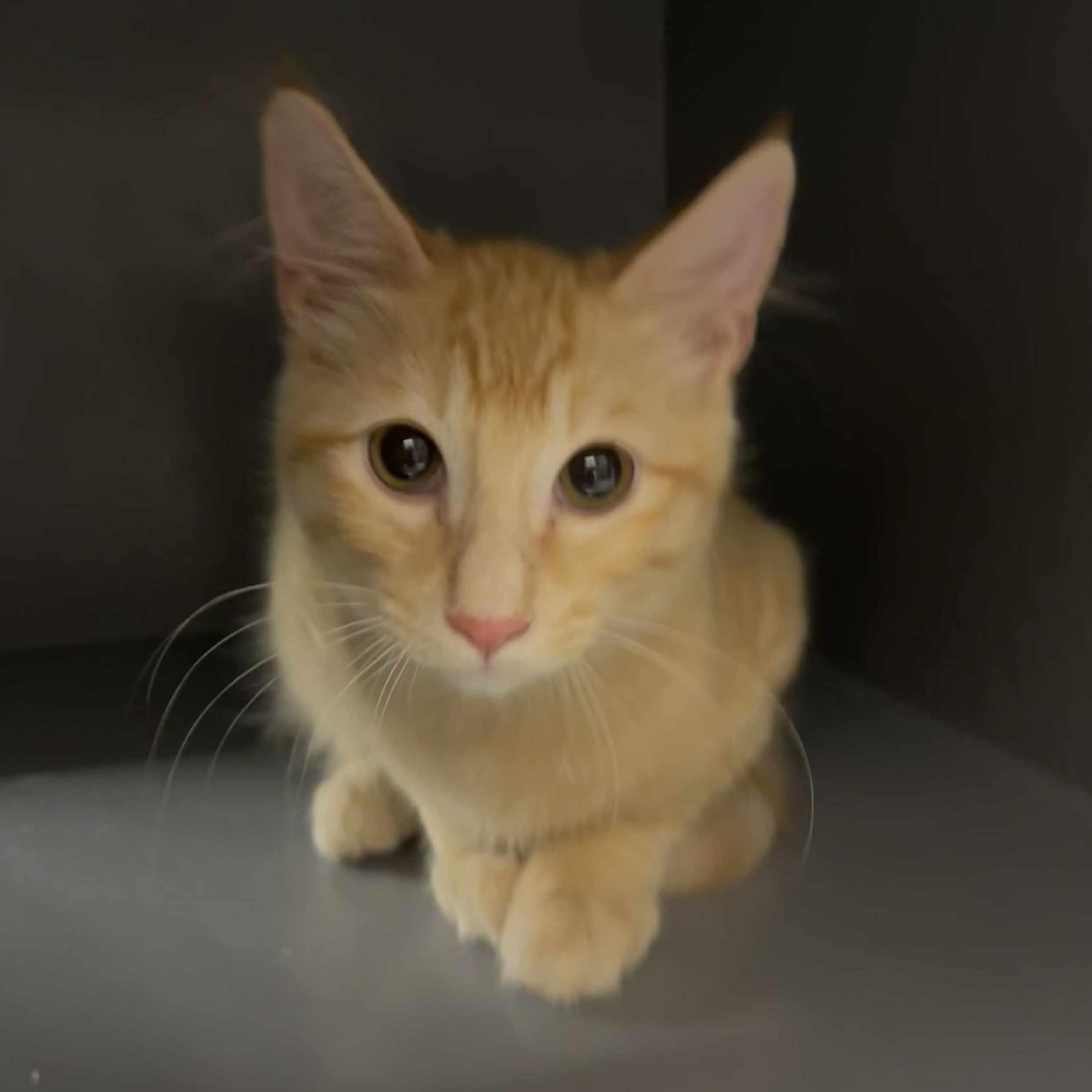 Tigger Bump, Adoptable, Kitten Male Tabby & Domestic Medium Hair.