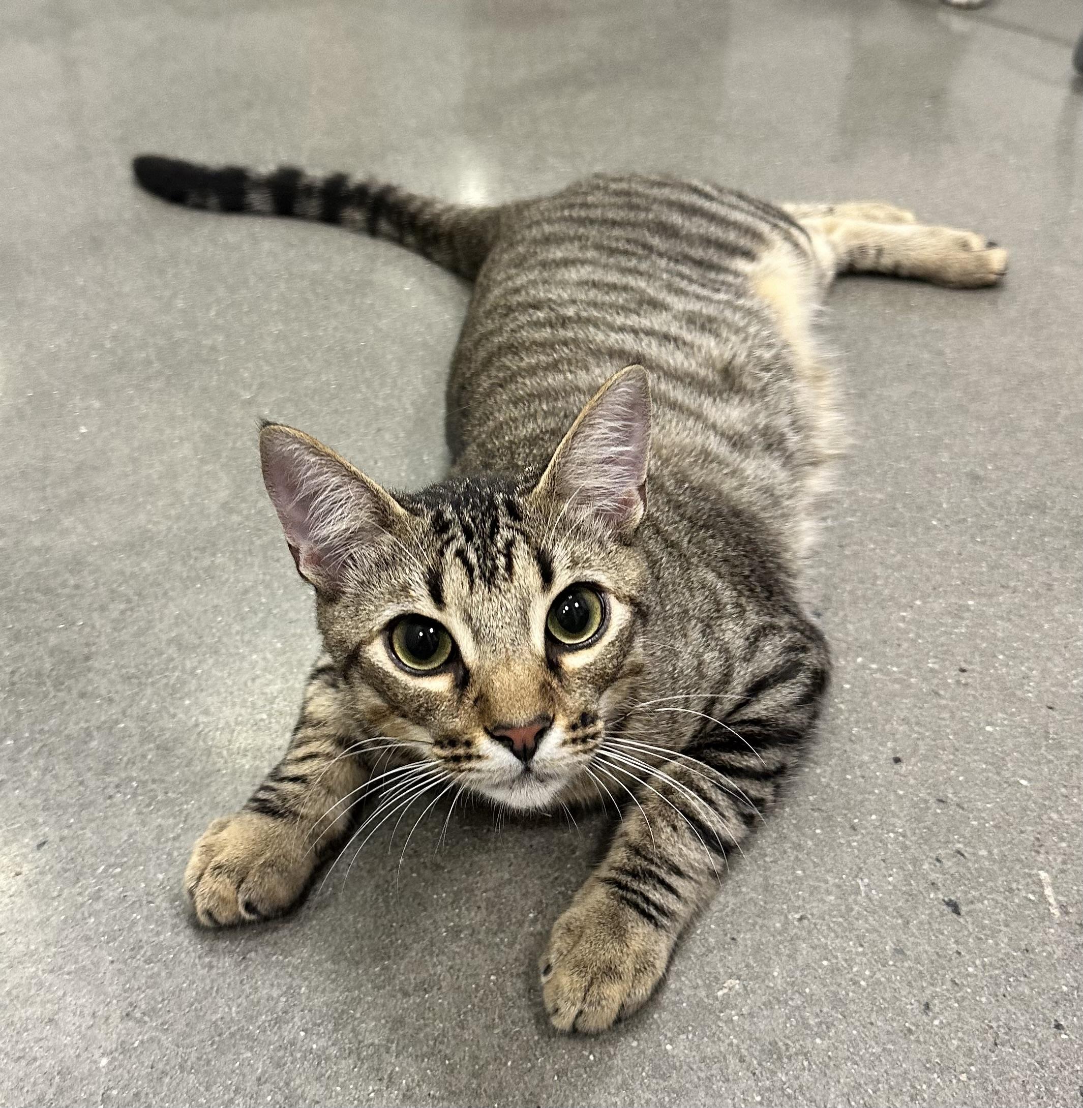 Enlarge Speedy, a Adoptable Domestic Short Hair in Beaufort, SC image 2/6