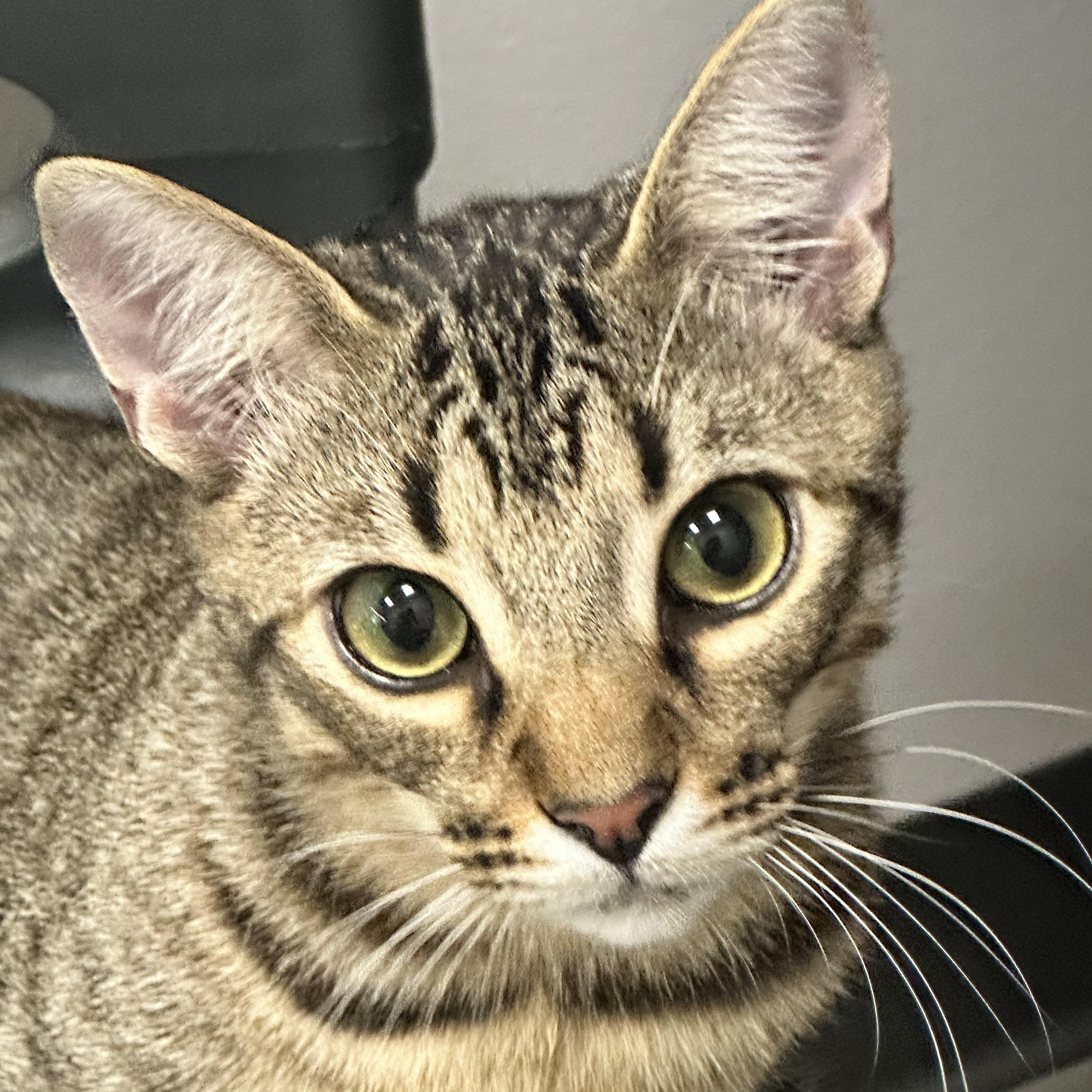 Speedy, Adoptable, Young Male Domestic Short Hair.