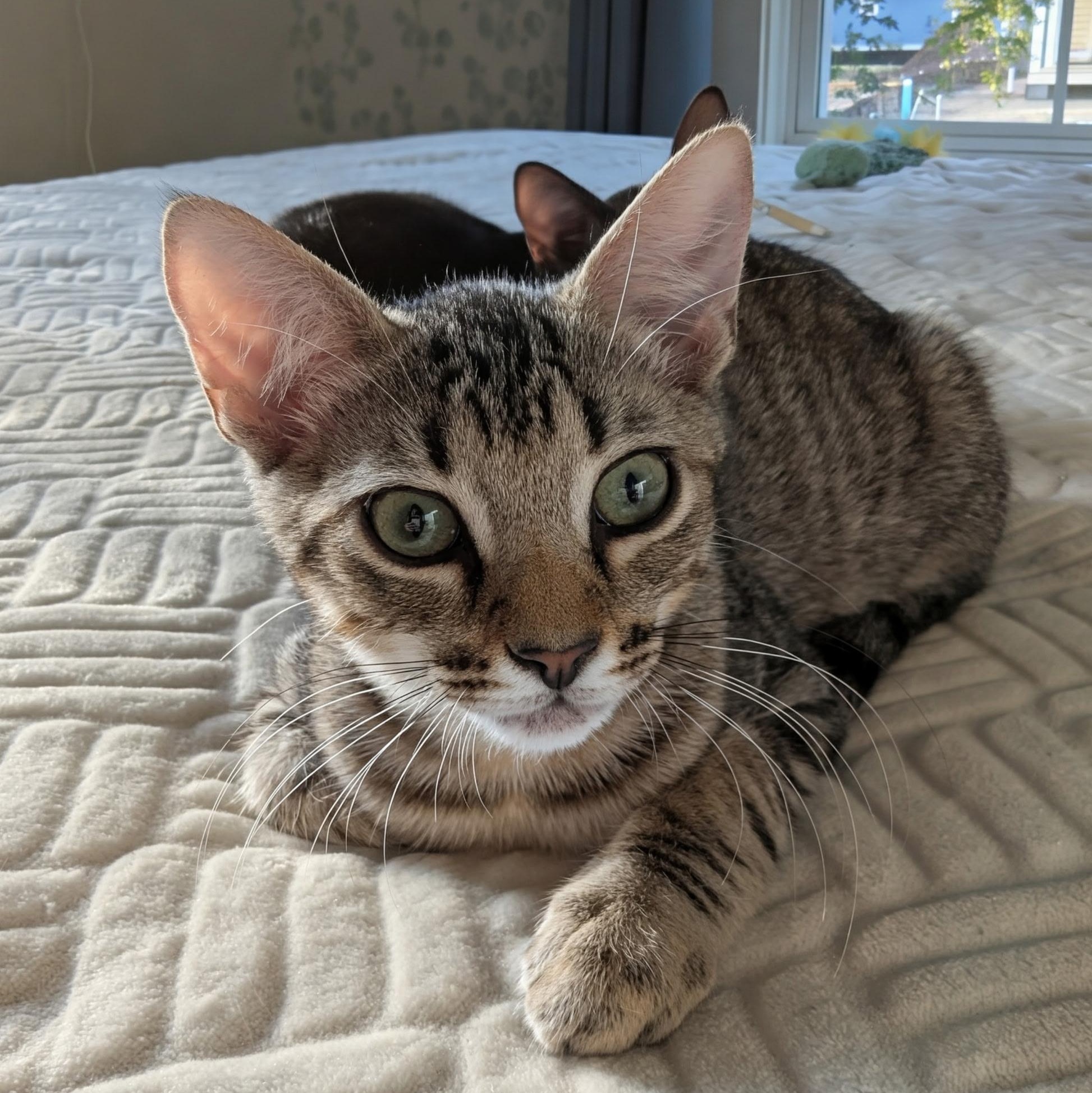 Enlarge Speedy, a Adoptable Domestic Short Hair in Beaufort, SC image 5/6