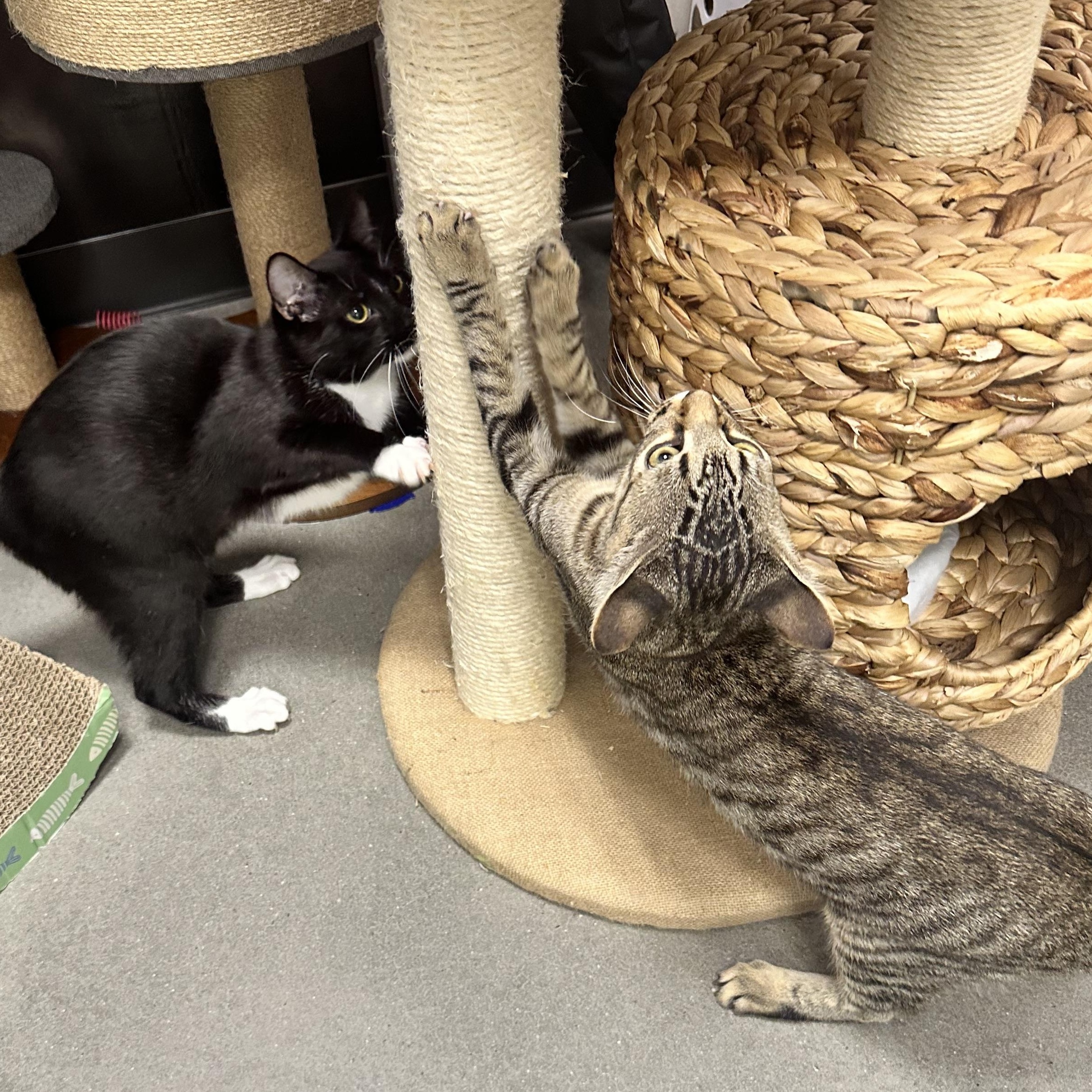 Enlarge Speedy, a Adoptable Domestic Short Hair in Beaufort, SC image 4/6