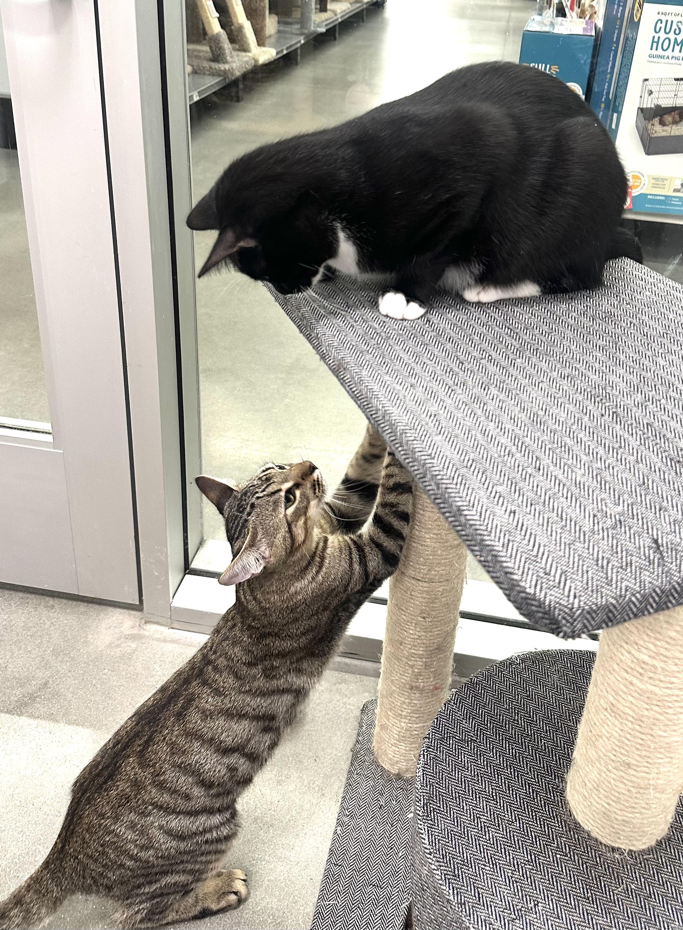 Enlarge Speedy, a Adoptable Domestic Short Hair in Beaufort, SC image 3/6