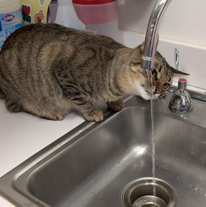 Enlarge Speedy, an adopted Domestic Short Hair in Beaufort, SC image 4/6