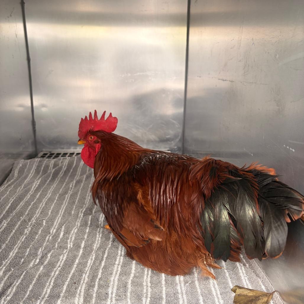 Enlarge Richard, a Adoptable Chicken in Philadelphia, PA image 1/1