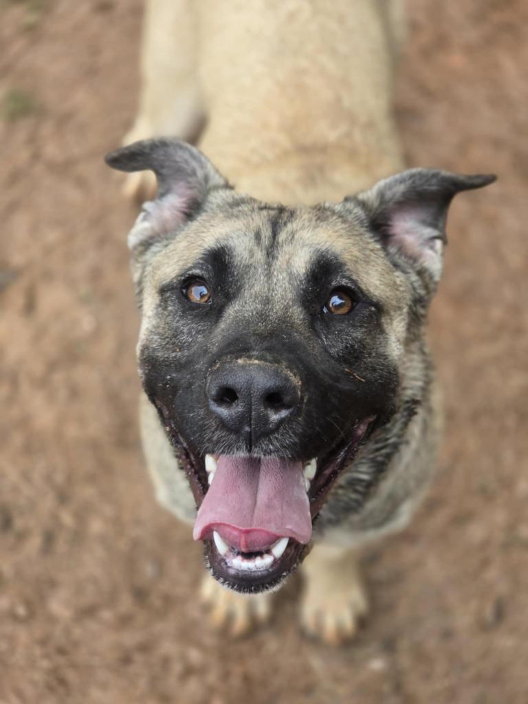 Enlarge Gabby, a Adoptable mixed breed in Danielsville, GA image 1/5