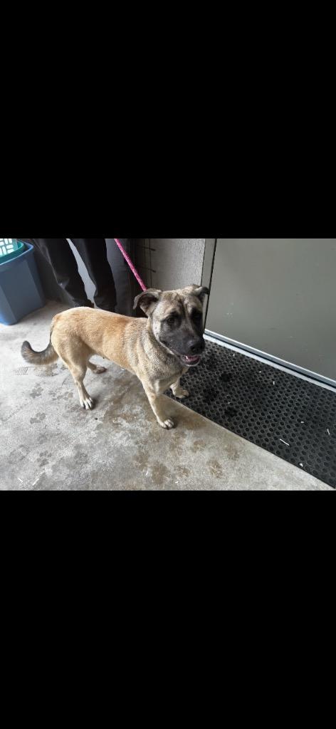 Enlarge Gabby, a Adoptable mixed breed in Danielsville, GA image 2/5