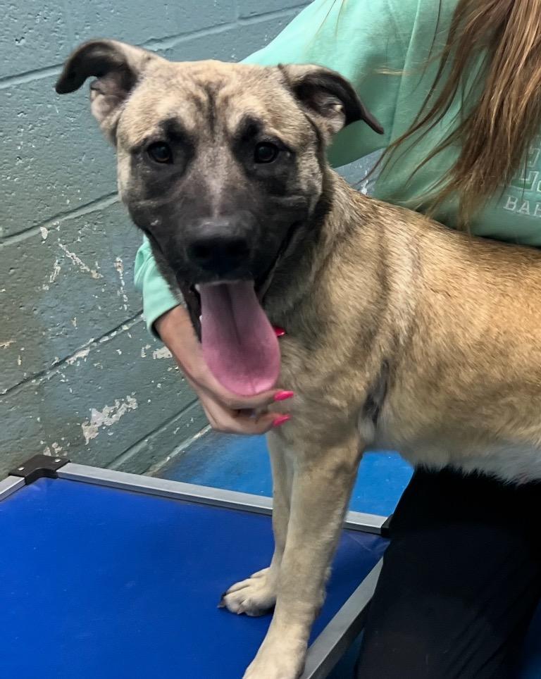 Enlarge Gabby, a Adoptable mixed breed in Danielsville, GA image 3/5