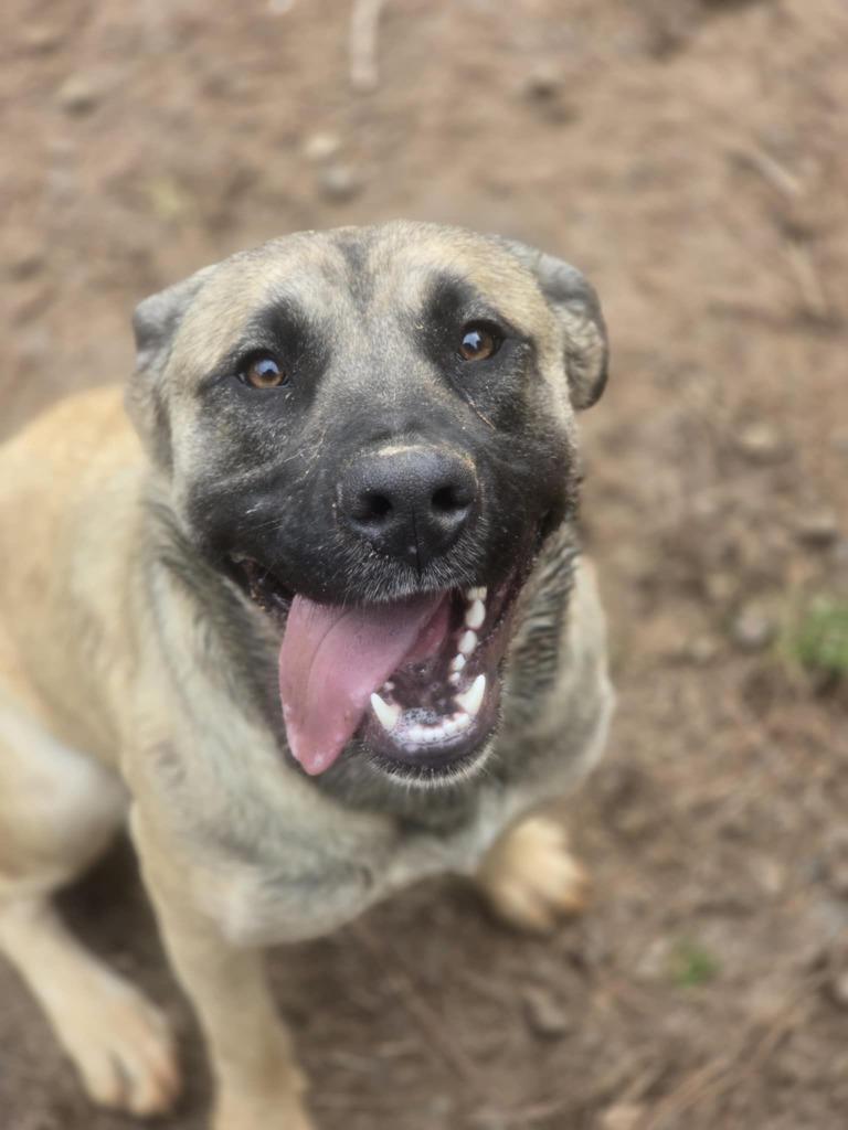 Enlarge Gabby, a Adoptable mixed breed in Danielsville, GA image 5/5