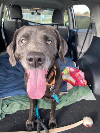 Lois, ADOPTABLE, Adult Female Labrador Retriever.