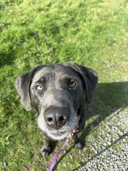 Lois, a ADOPTABLE mixed breed in Long Beach, WA image 2/3