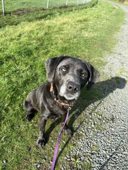 Lois, a ADOPTABLE mixed breed in Long Beach, WA image 3/3