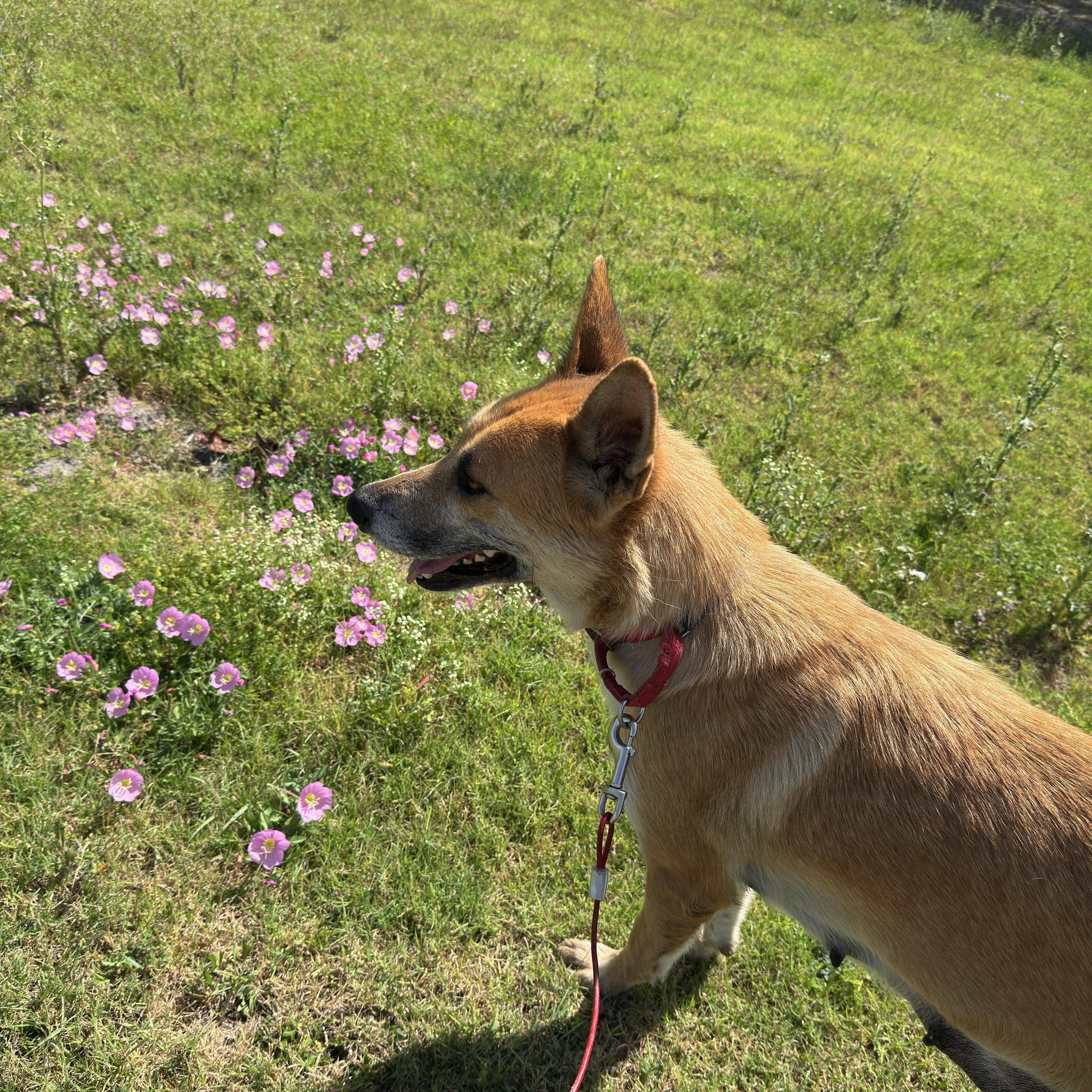 Nakuma, an adoptable Shepherd in Eau Claire, WI, 54703 | Photo Image 5