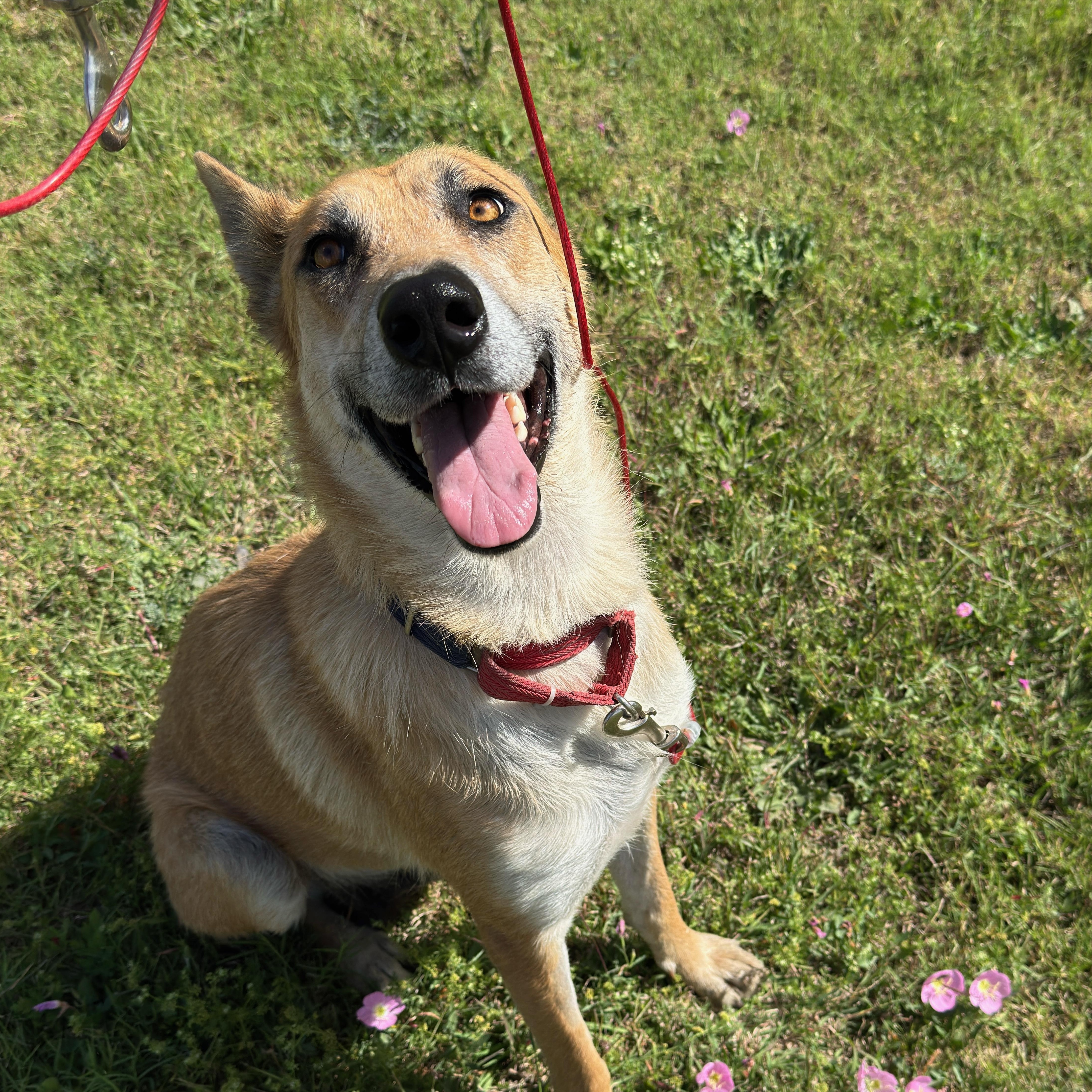 Nakuma, an adoptable Shepherd in Eau Claire, WI, 54703 | Photo Image 1