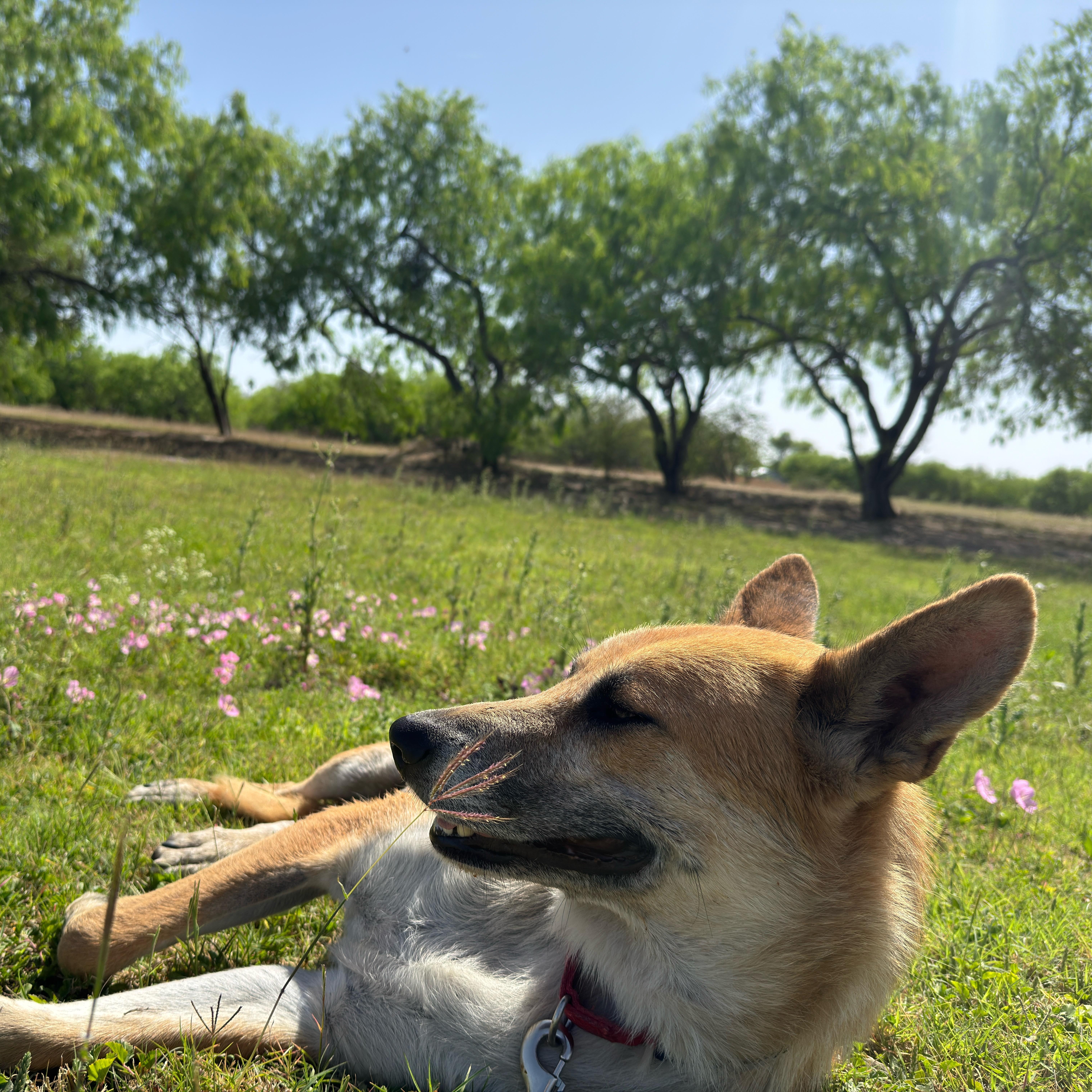 Nakuma, an adoptable Shepherd in Eau Claire, WI, 54703 | Photo Image 3