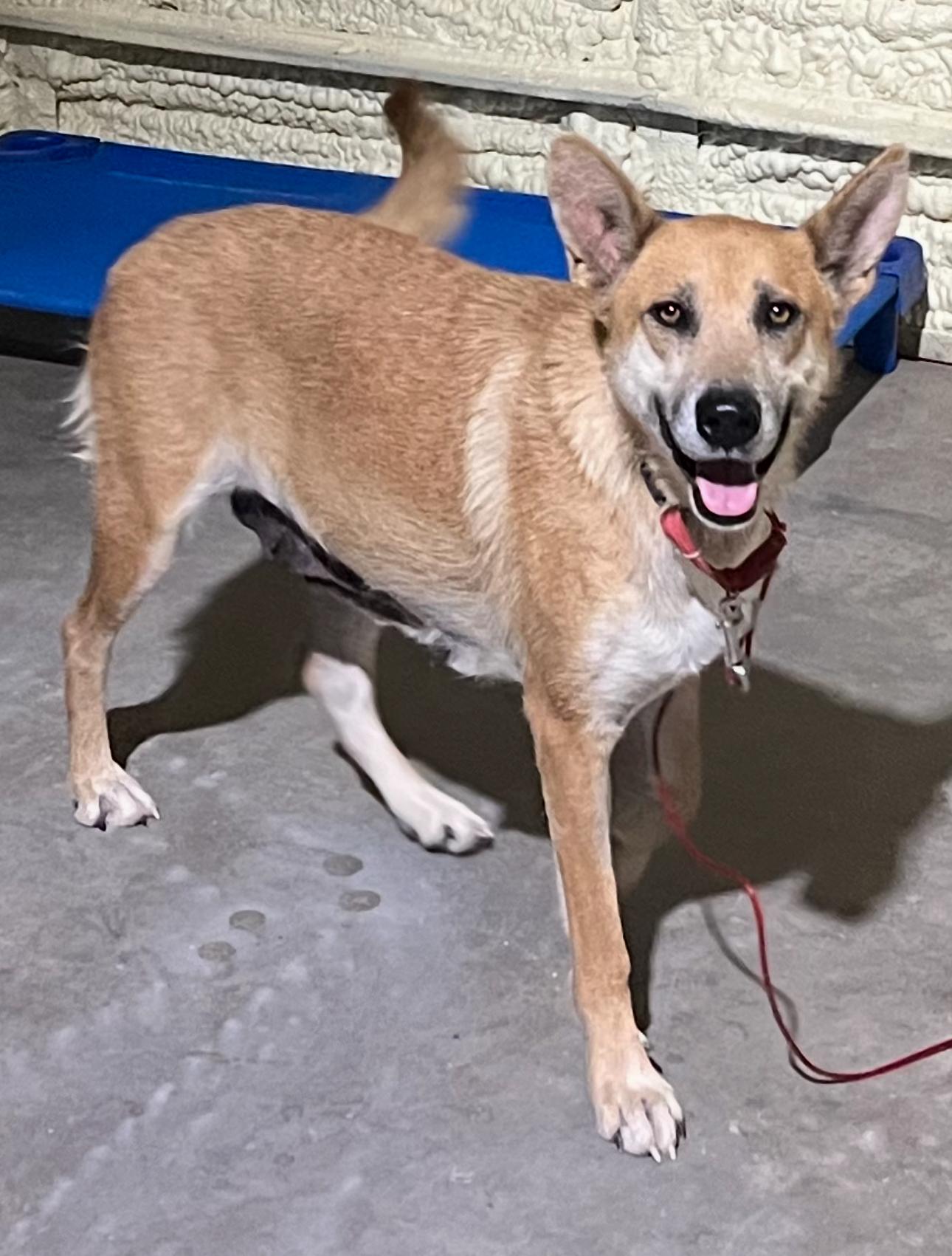Nakuma, an adoptable Shepherd in Eau Claire, WI, 54703 | Photo Image 4