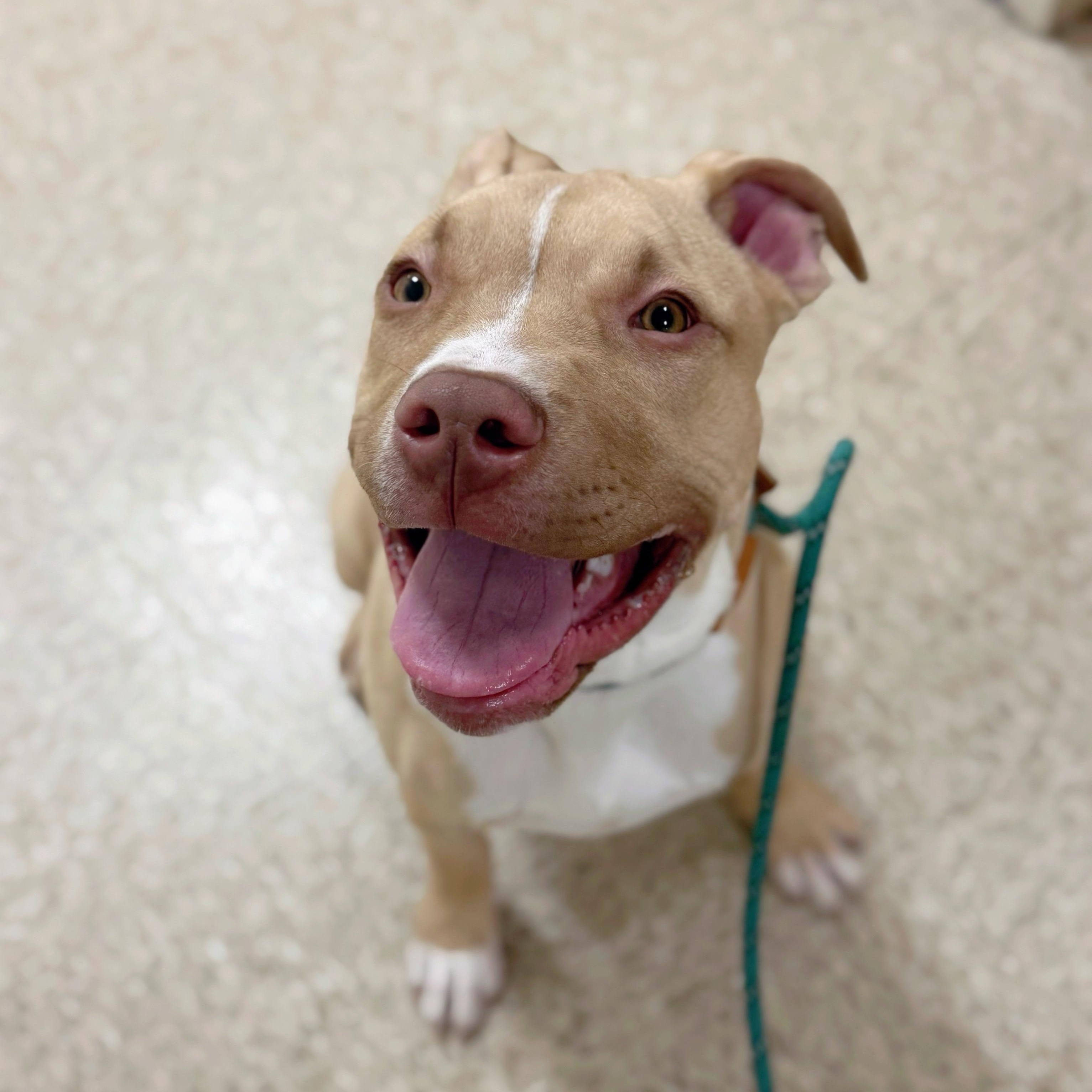 Enlarge Pierogi, a ADOPTABLE Pit Bull Terrier in Wayne, NJ image 1/1