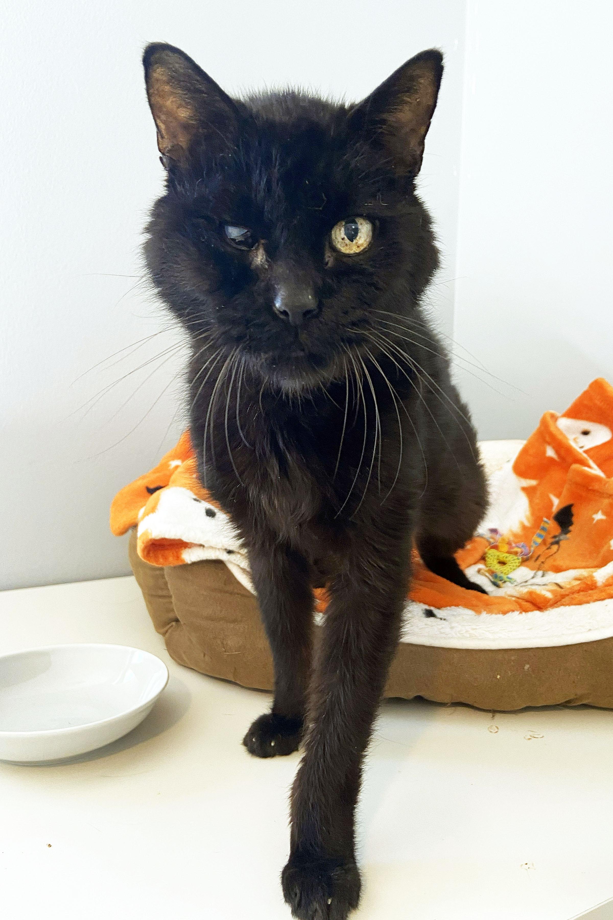 Louis, ADOPTABLE, Senior Male Domestic Short Hair.